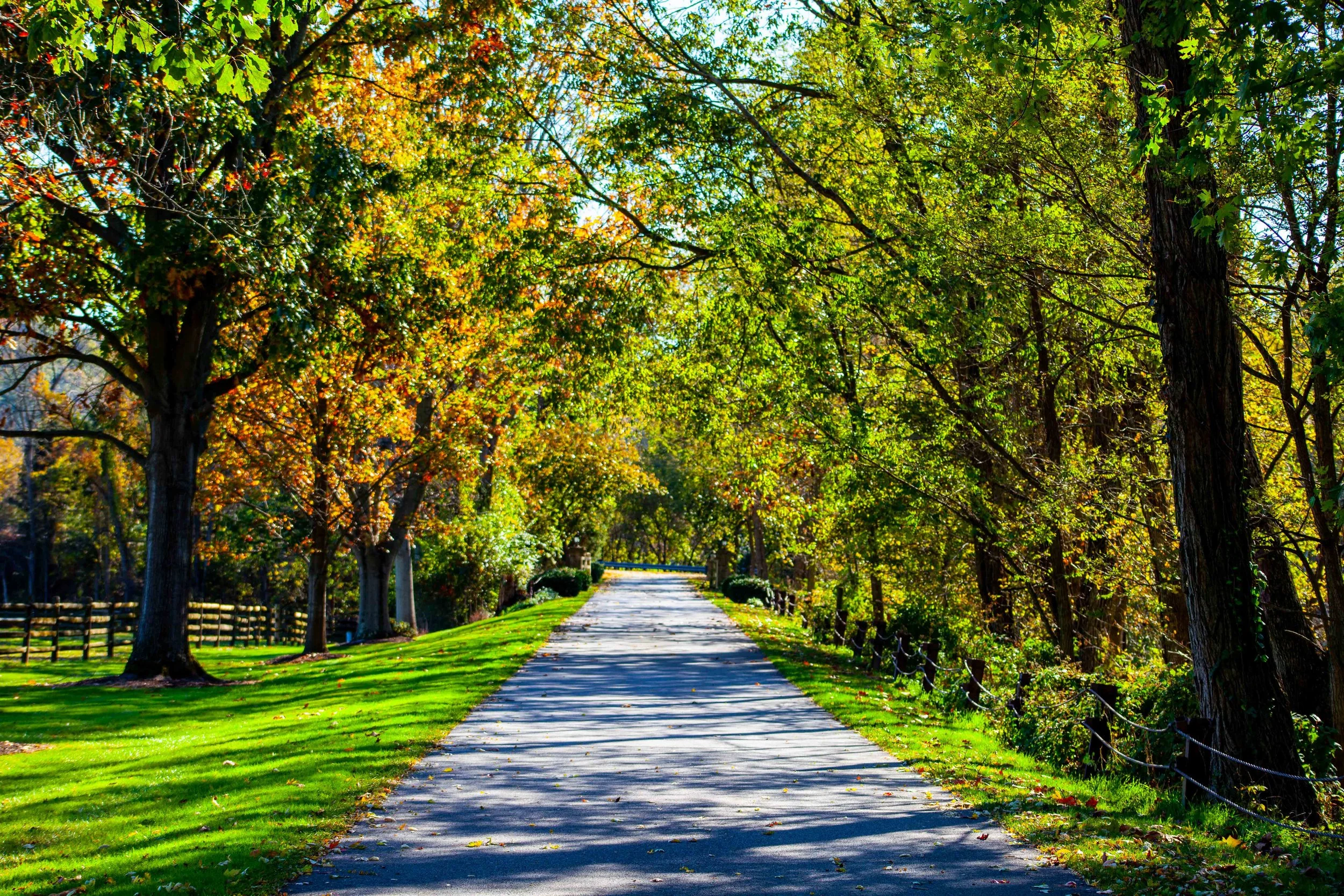 A park pathway lined with green grass and trees with colorful autumn leaves, casting shadows on the path.