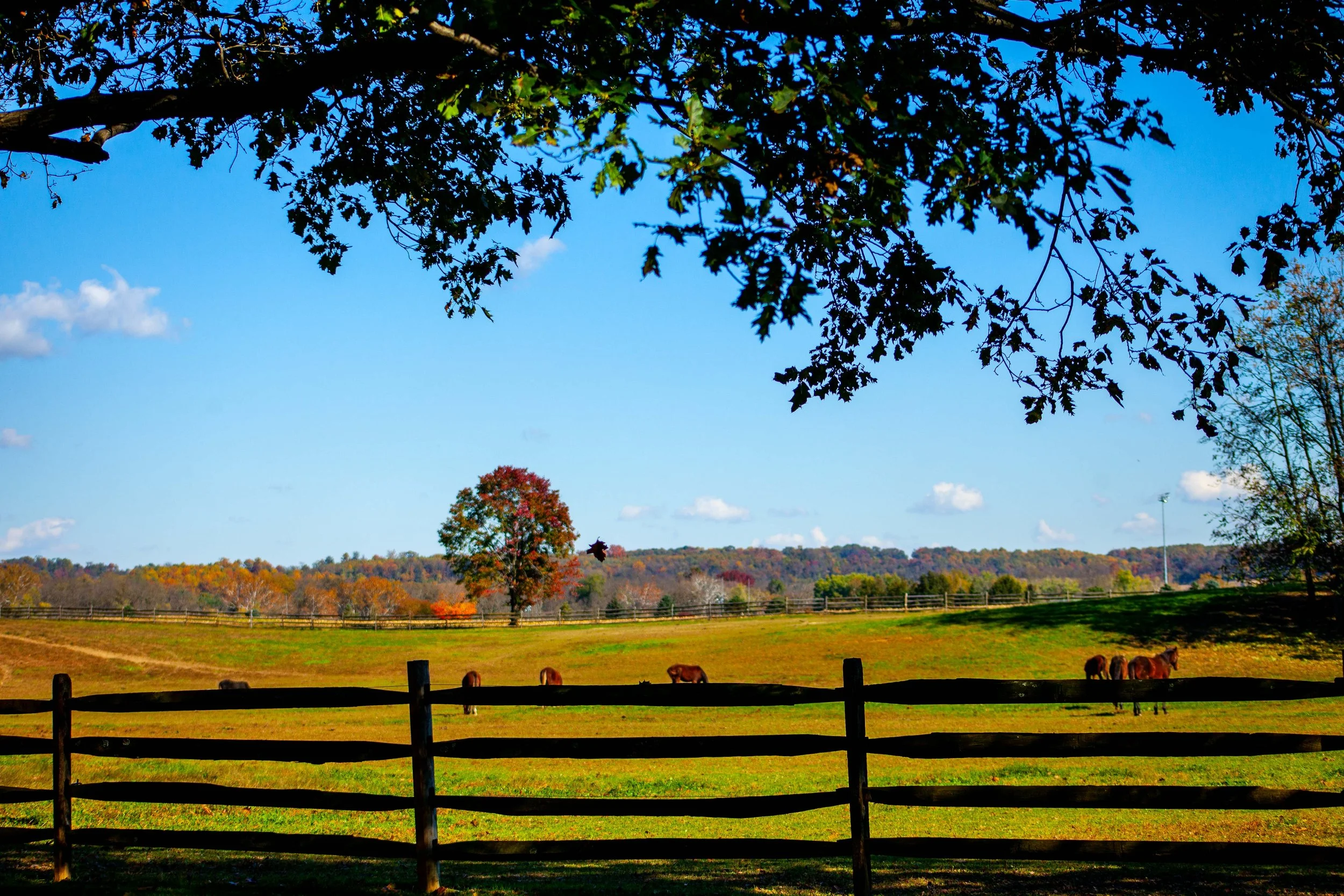 A rural landscape with a wooden fence, horses grazing, trees with fall foliage, and a clear blue sky with some white clouds.