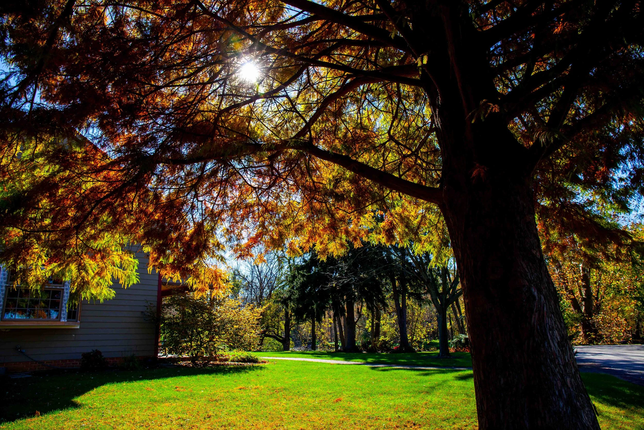 Sunlight streaming through the branches of a large tree with orange and yellow leaves, with a house and a well-maintained grassy yard in the background.