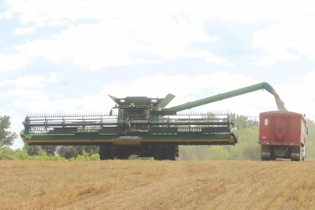 To the bin, unloading lentils