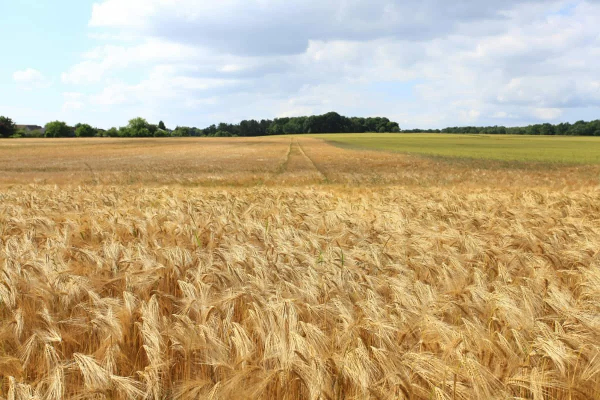 Area farm hosts barley reveal