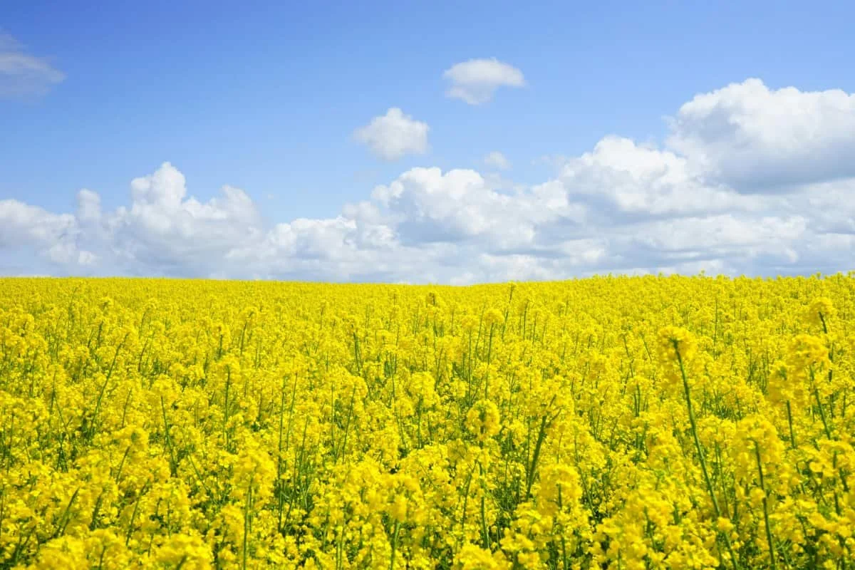Canola tariff upsets Sask