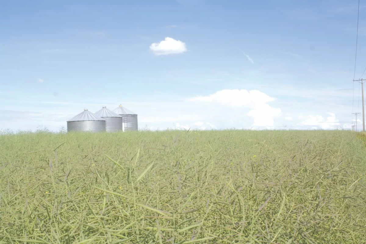 Impressive stand of canola in August