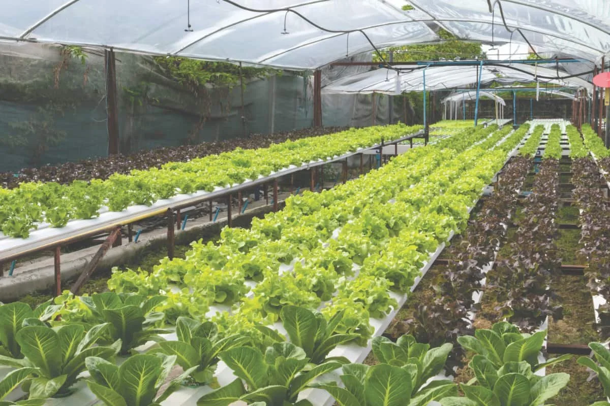 Indoor agriculture getting a look