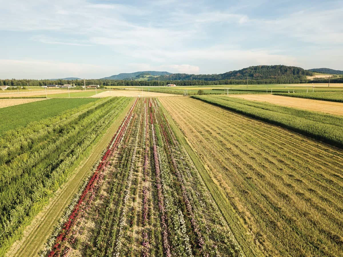 Polyculture farming: embracing diversity