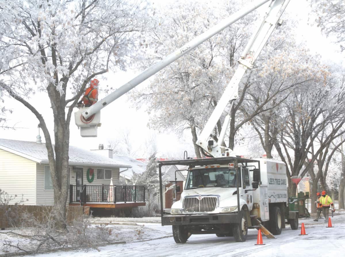 Trimming Tree Branches