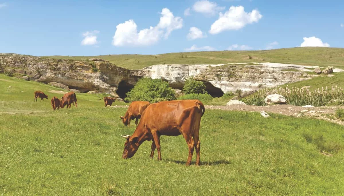 New Saskatchewan research projects target better forage, disease testing, and water quality