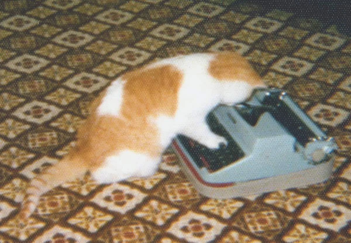 Just A Gal From Glidden: If that cat could talk, the stories he’d tell …