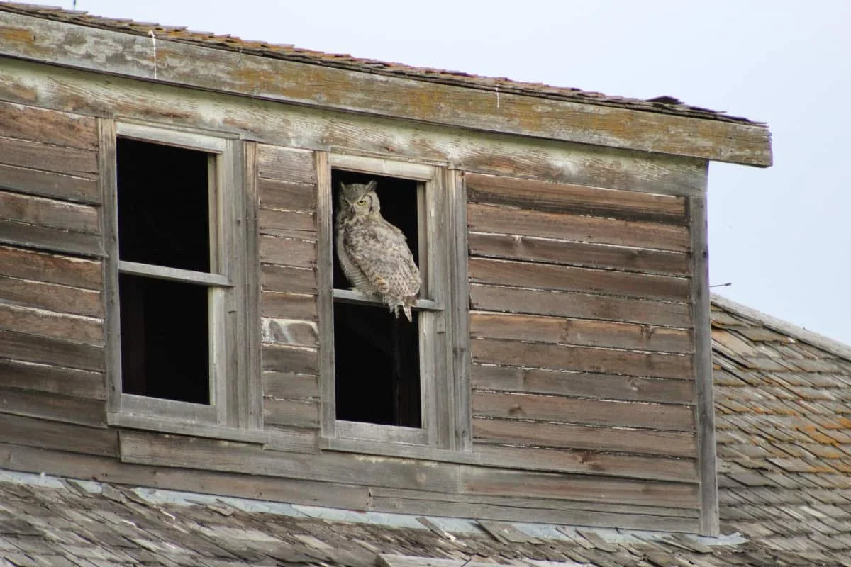 Photo of the Week: Horned Owl