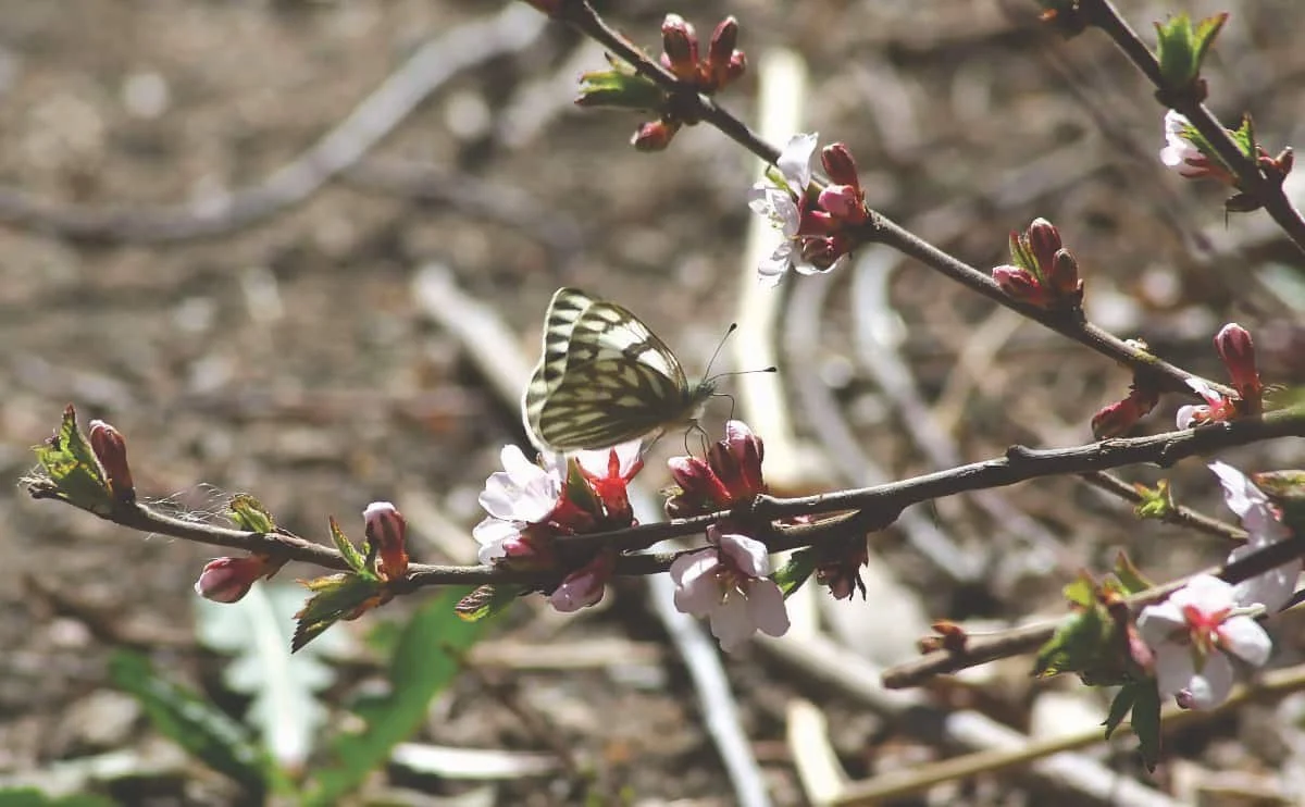 Butterfly on blossoms