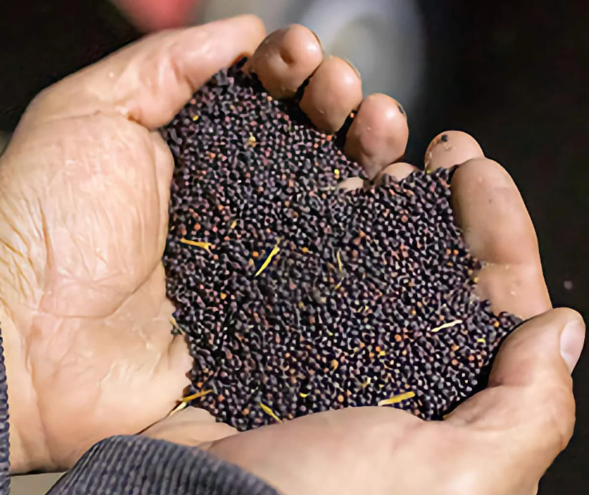Saskatchewan pulse and oilseed producers sought for board positions