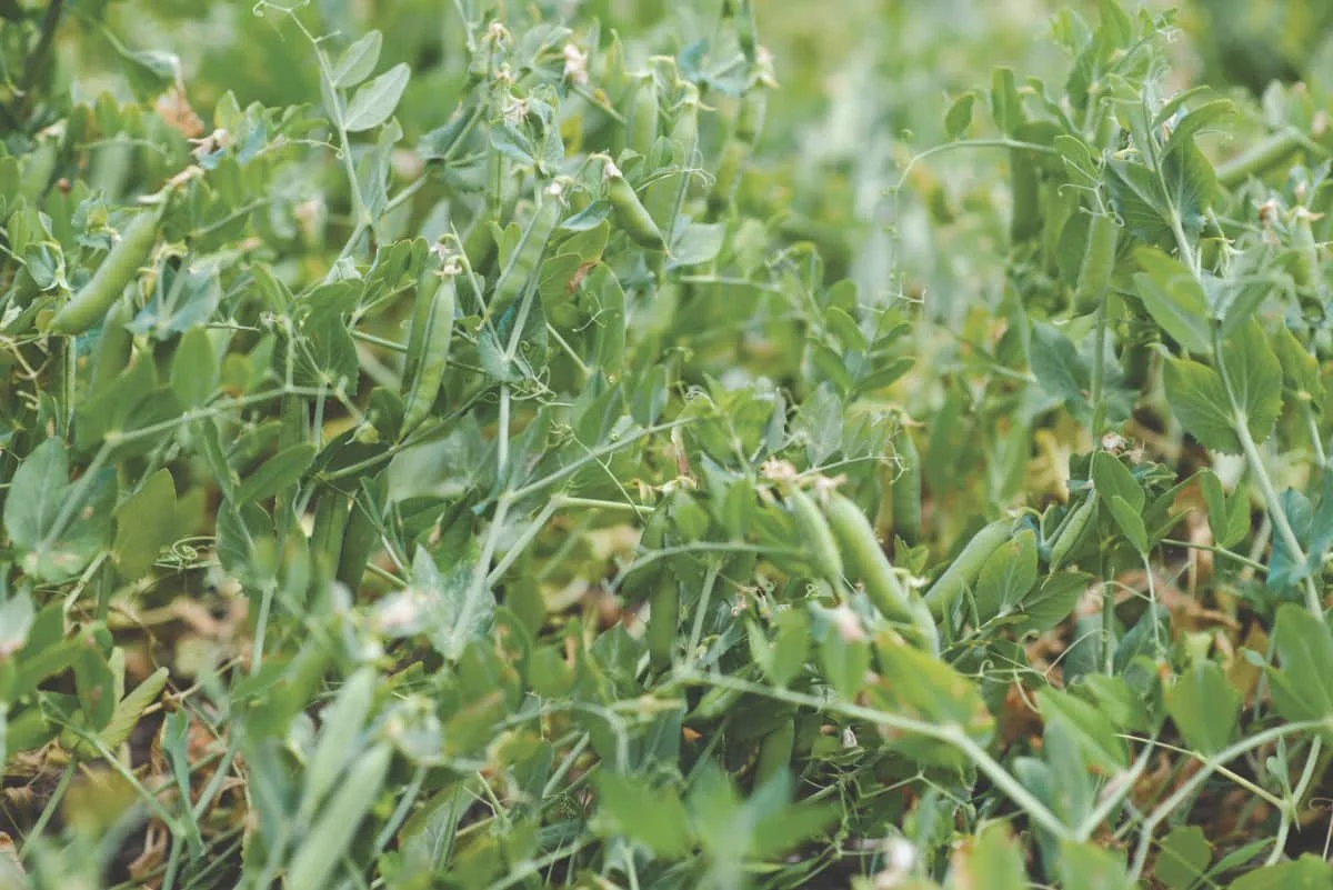 Nominations open for SaskPulse, SaskOilseeds boards