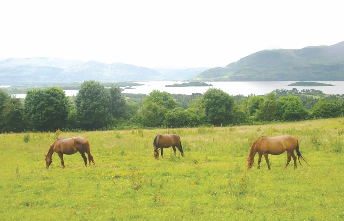 Photo of the Week: Irish Meadow