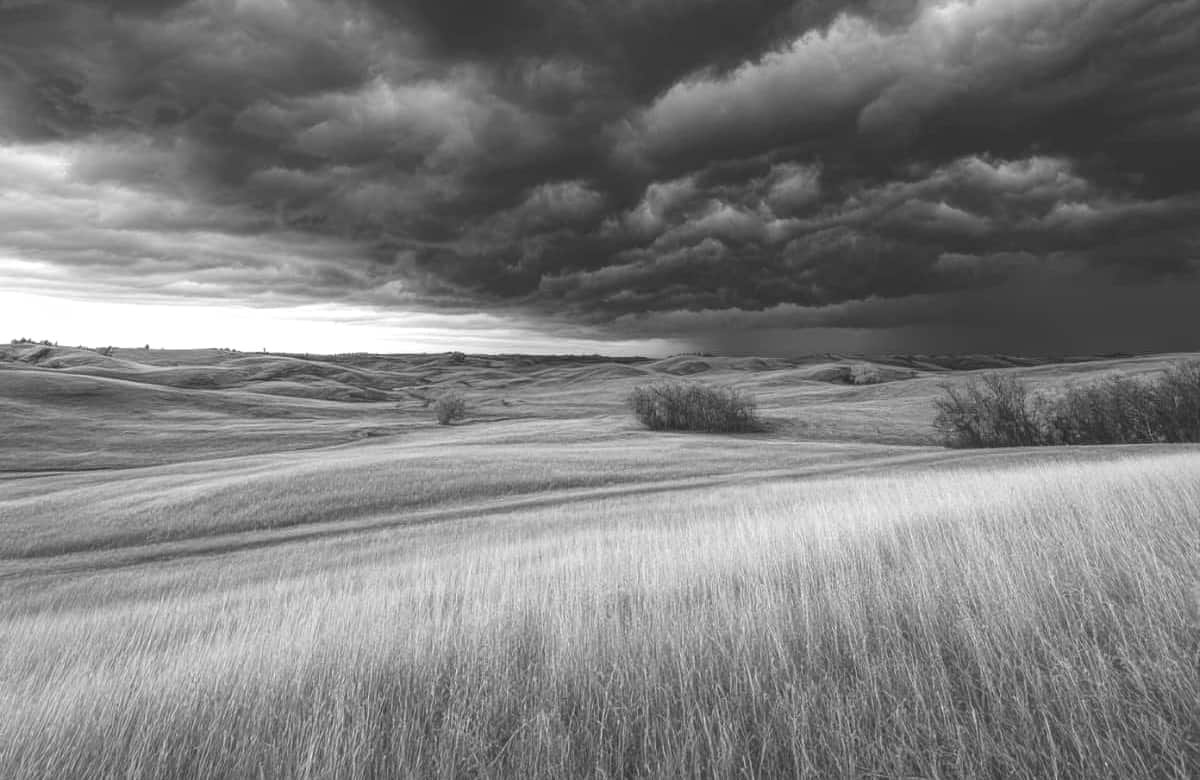 Rain slows crop development across west-central Saskatchewan