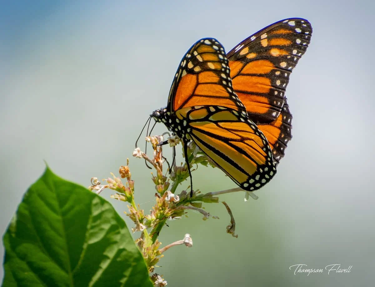 Monarchs are back in Saskatchewan