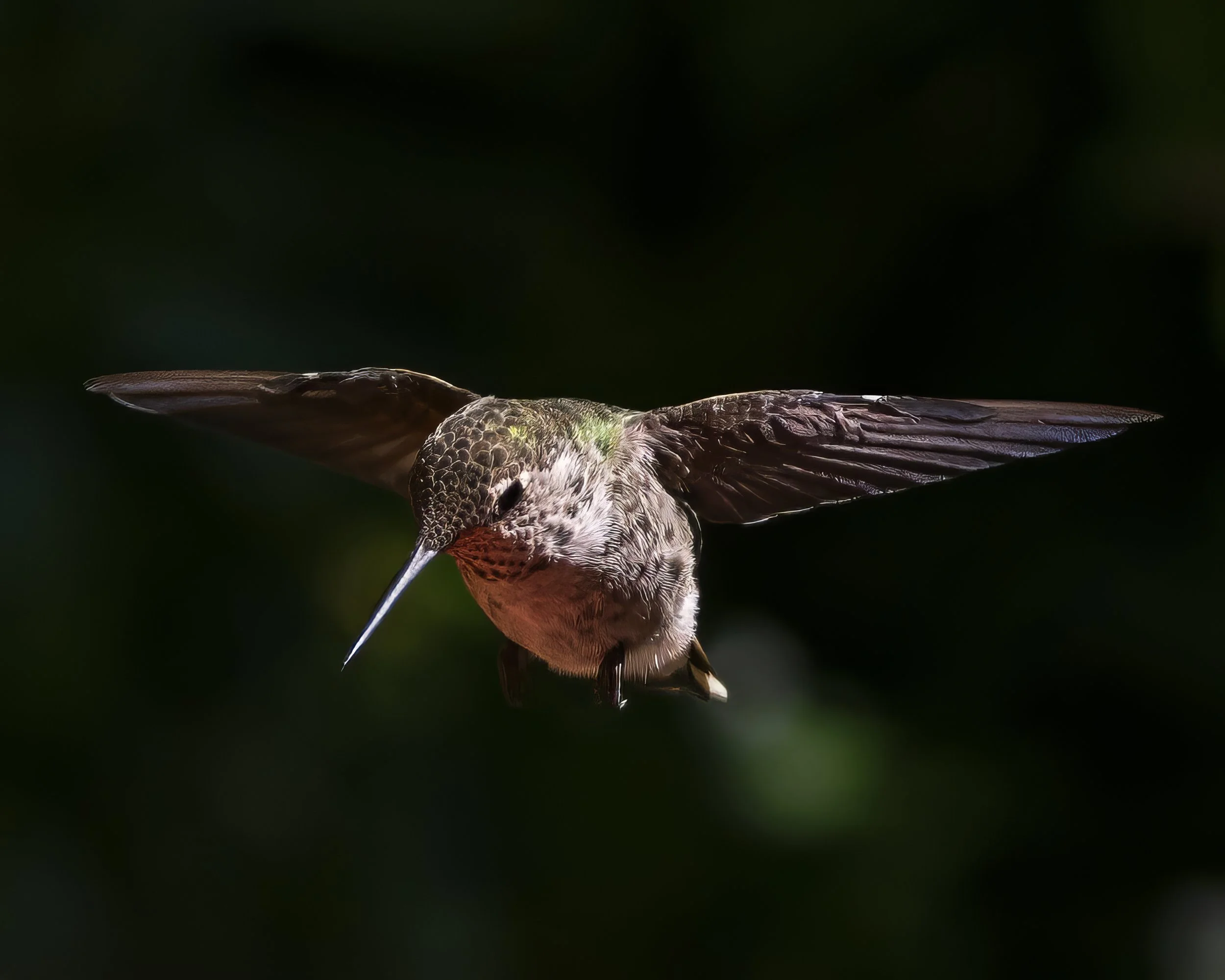 hughes_a_animals_2 2.jpg