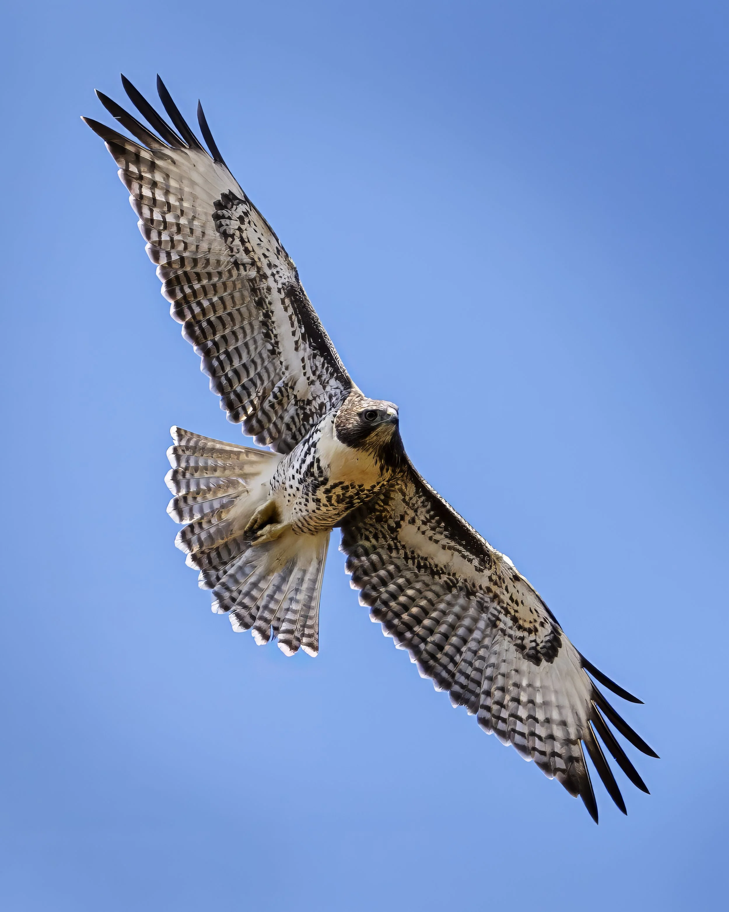 hughes_a_animals_1 2.jpg