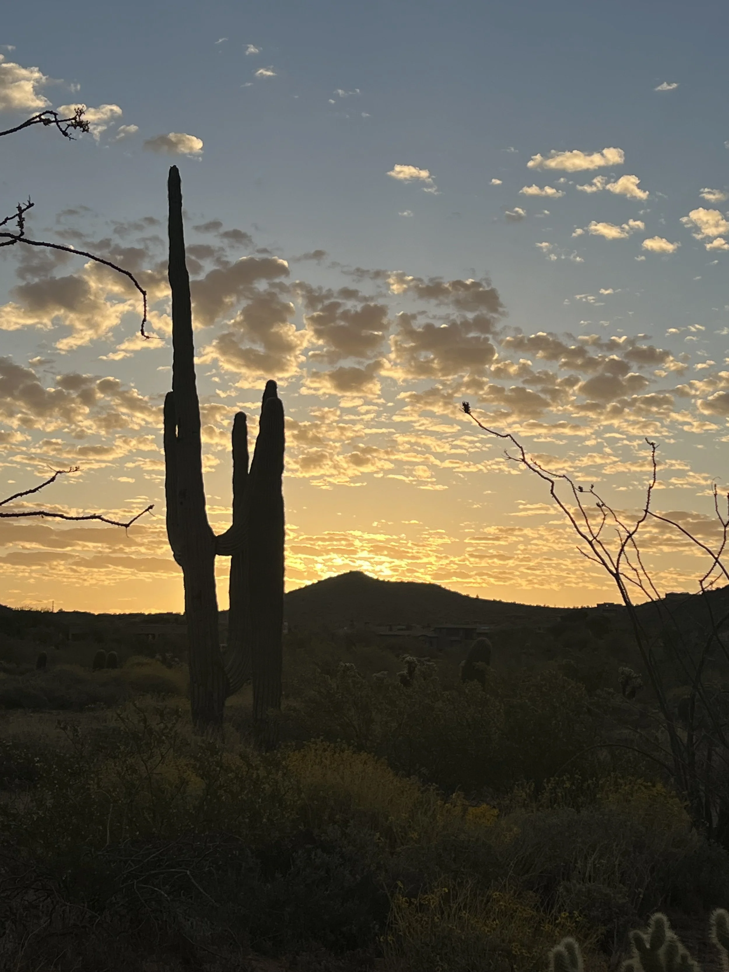 Sunsets &amp; Saguaros
