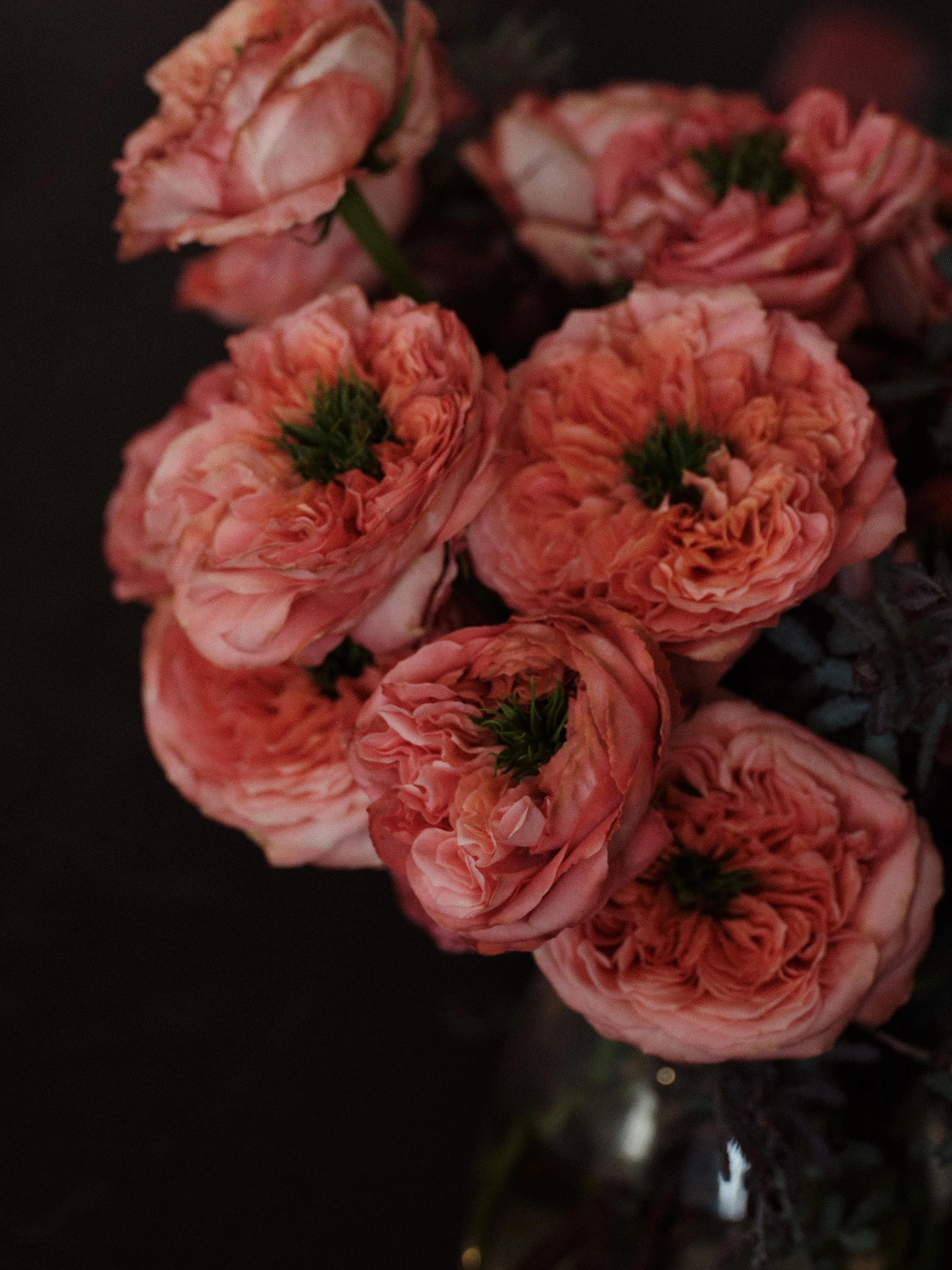 Close-up of pink roses with ruffled petals on dark background.
