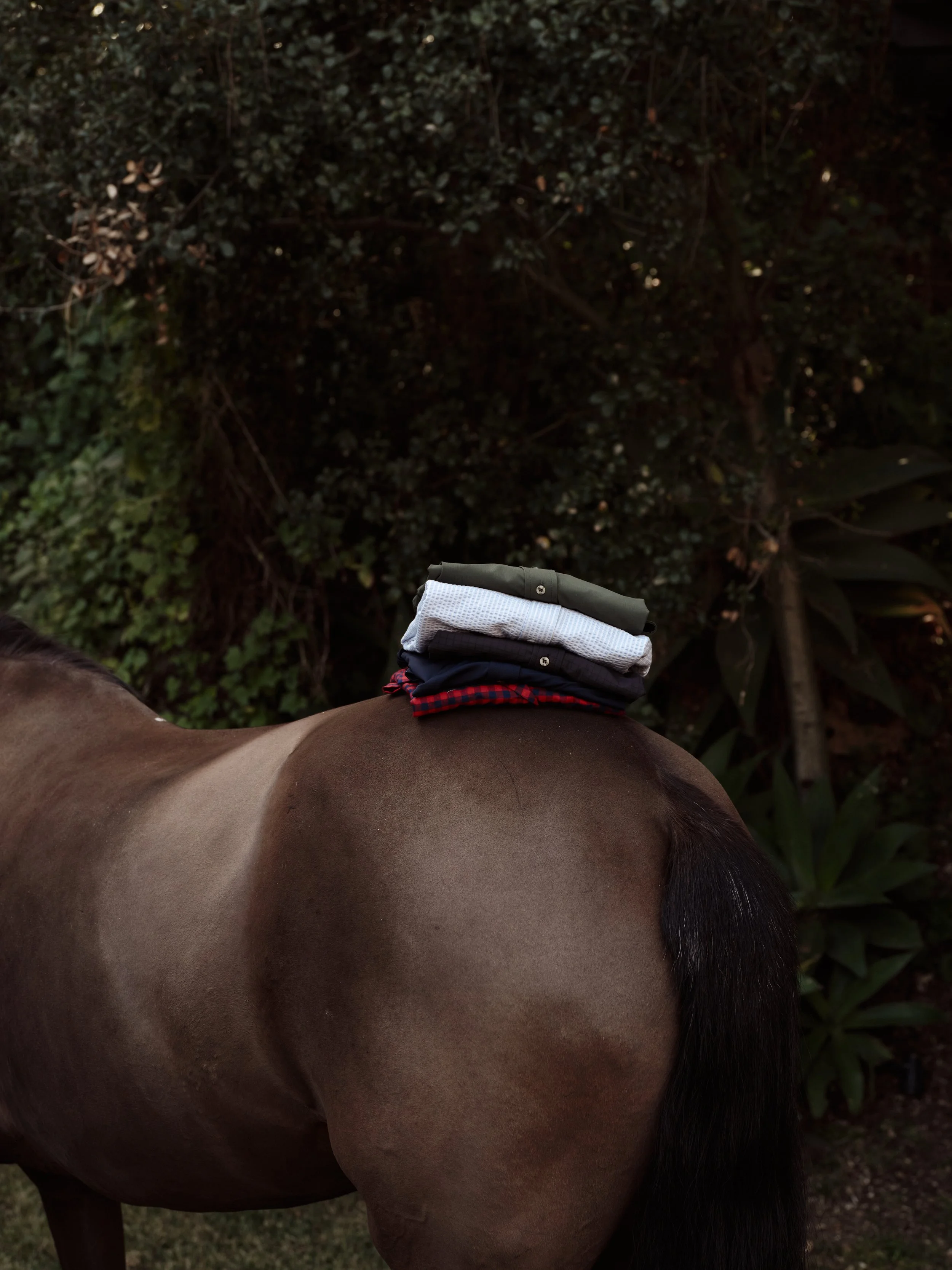A person's back and side view of a horse with a dark mane, near green bushes and plants.