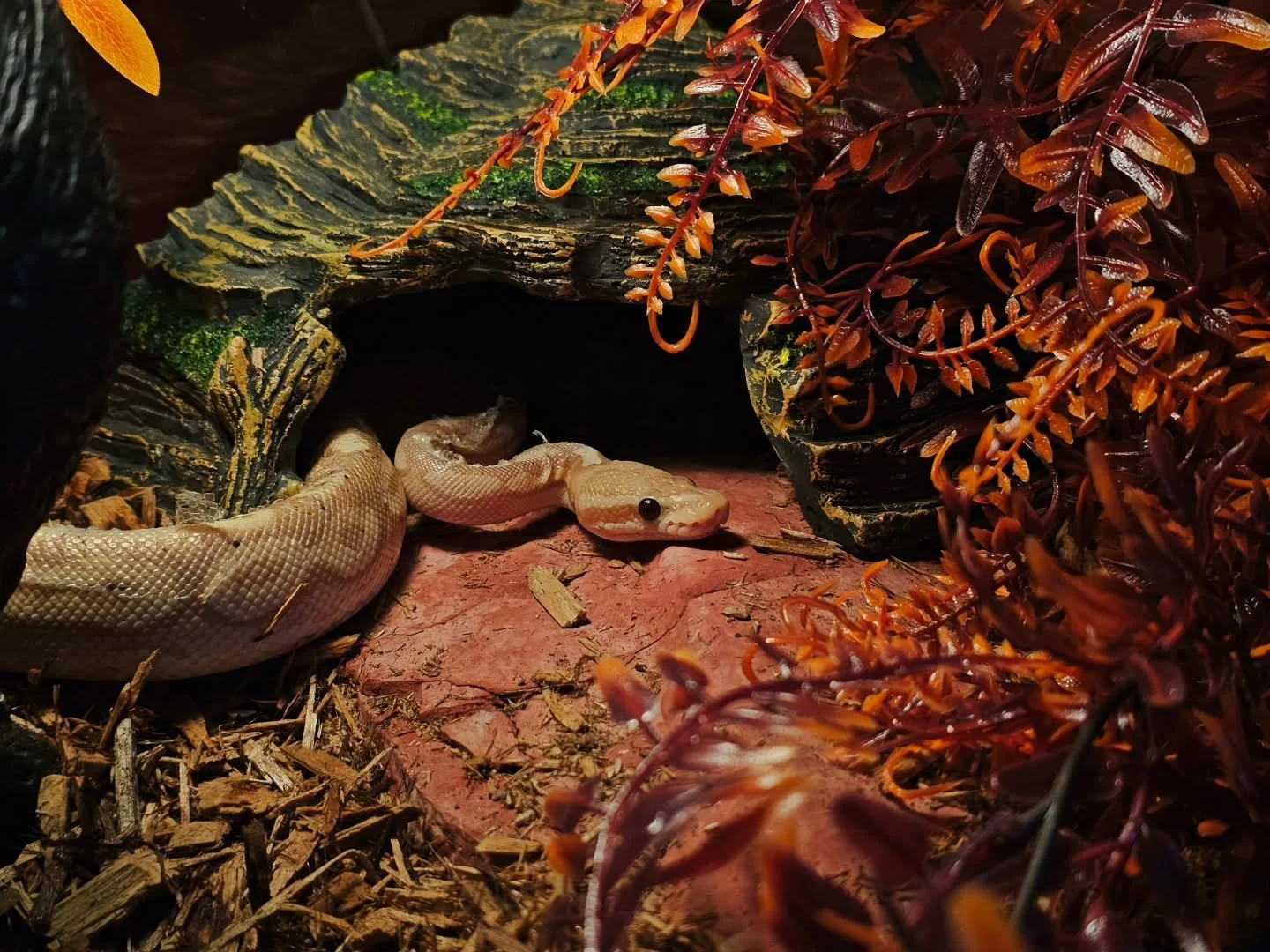 I just barely finished Calliope's tank upgrade and she's already loving it, my lil angel 😭🍂🍁
(also please ignore her stuck shed, we're working on it)

#artistsoninstagram #tattoo #tattooartist #ballpython #snake #snakesofinstagram #autumn #calliop