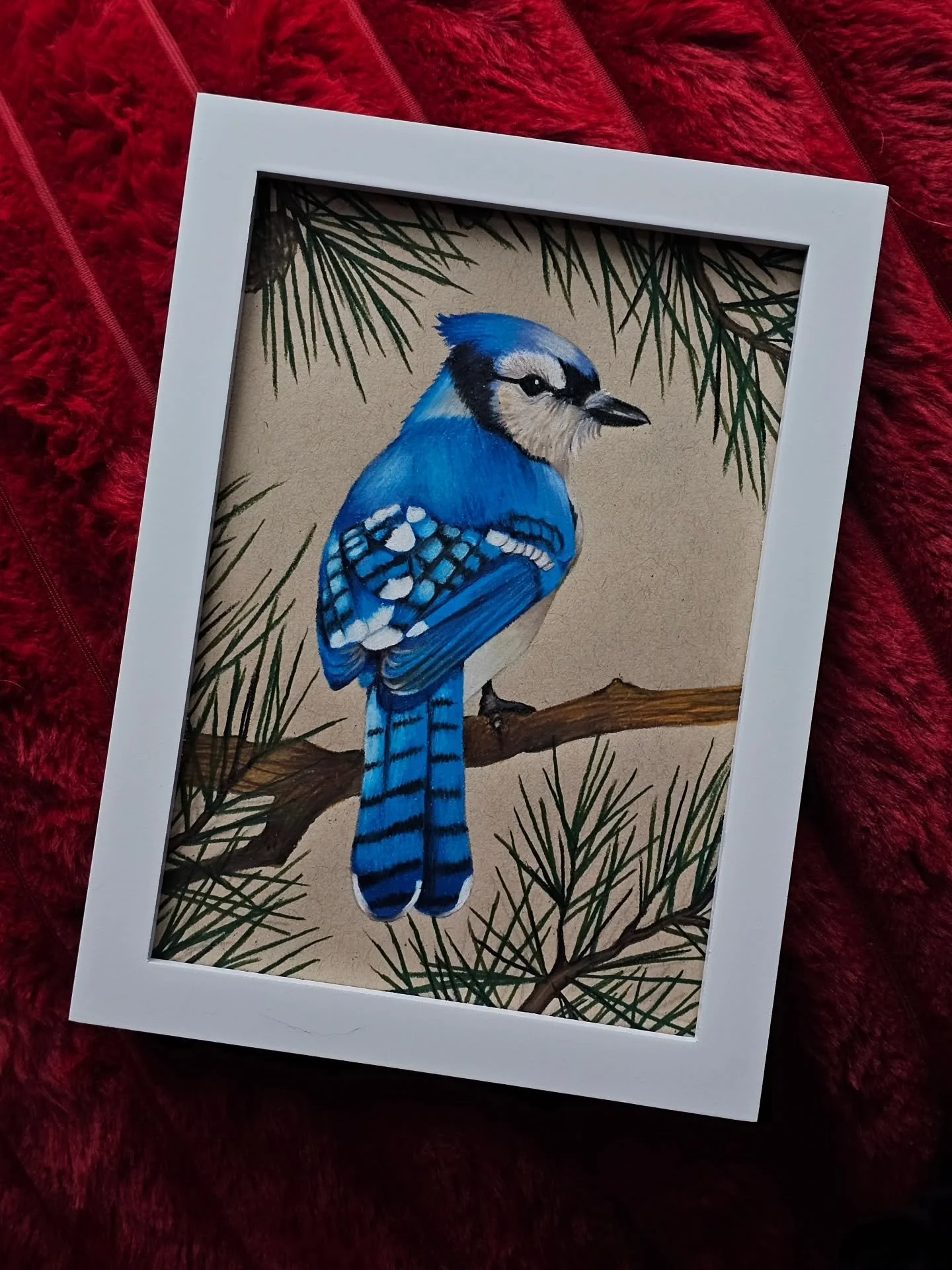Blue jay for my Gram 💙

#art #prismacolor #coloredpencils #bluejay #birds