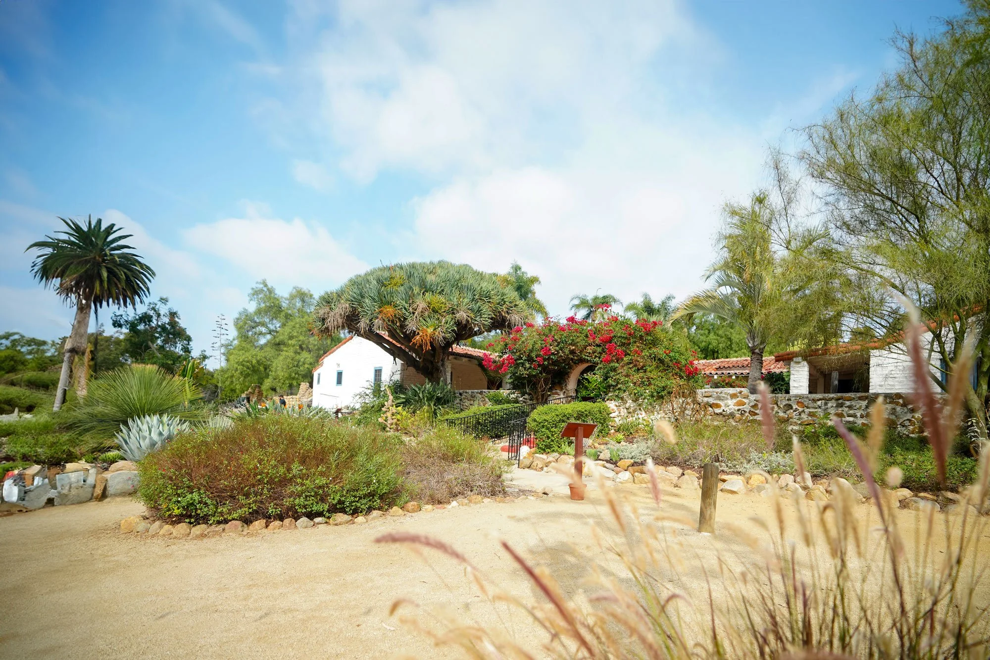 A photo of a lush, xeriscape garden at the Leo Carrillo Ranch Historic Park in Carlsbad, California, featuring a variety of desert plants, a tall palm tree, and a white hacienda-style building with a red tile roof in the background, all under a brigh