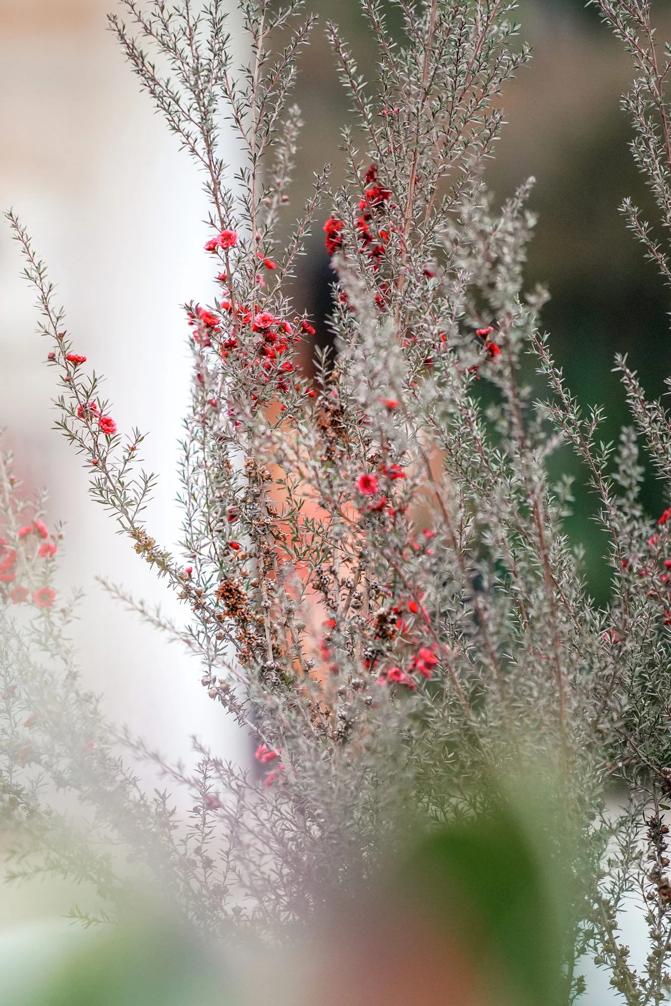 A close-up photo of a Leptospermum scoparium (New Zealand tea tree or manuka) plant, which has dense, greyish or copper-bronze needle-like leaves and small, bright red flowers in bloom. The background is a soft, light-colored blur with hints of green