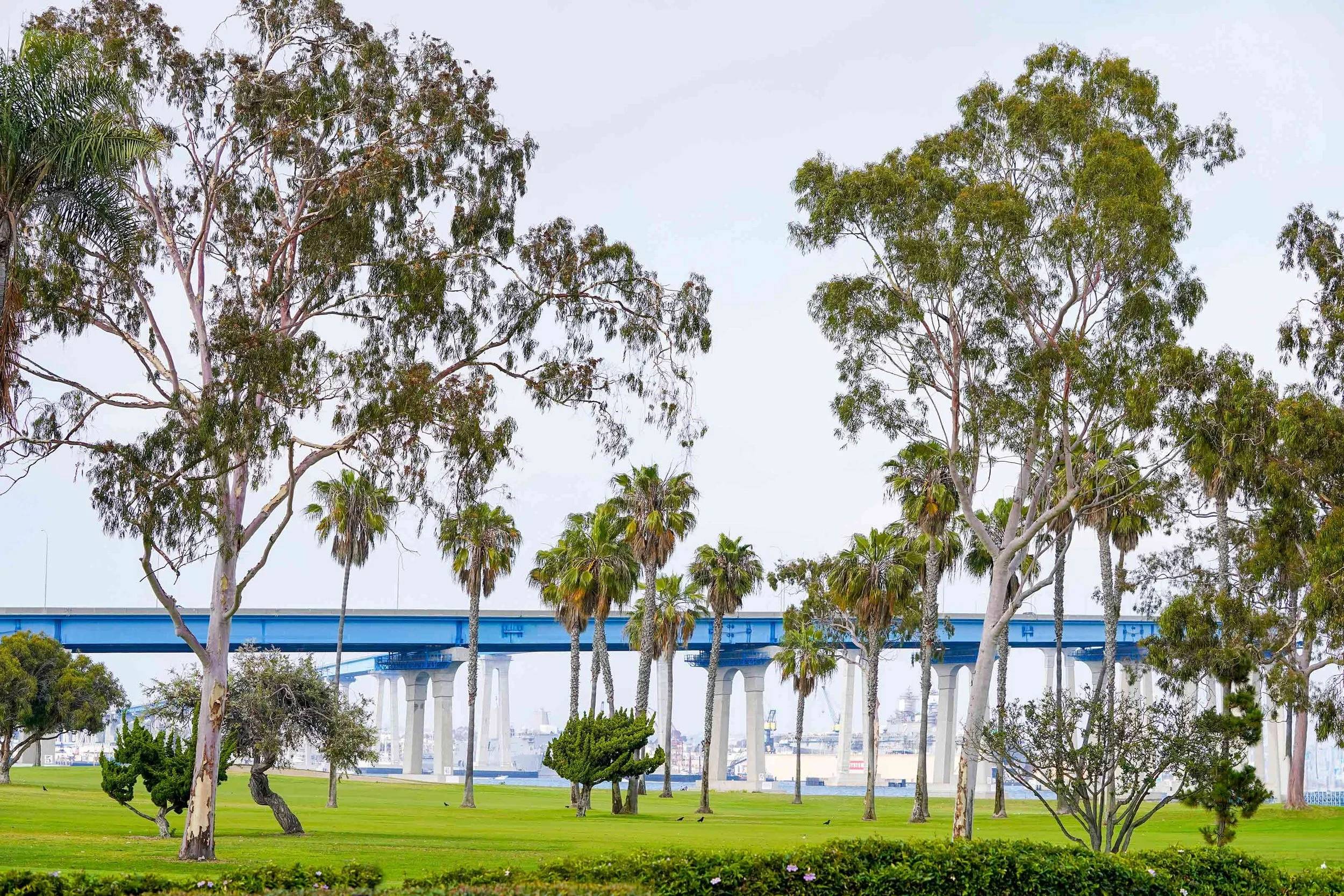 A view of the Coronado Bridge with tall trees from the Coronado Golf Club. 