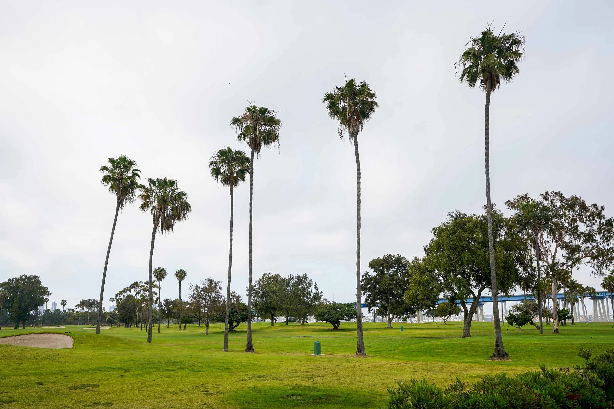 A landscape photograph of the Coronado Island Golf Course on an overcast day, featuring a green fairway, several tall palm trees, and other dense trees, with a sand bunker on the left and a blue bridge visible in the distance.


