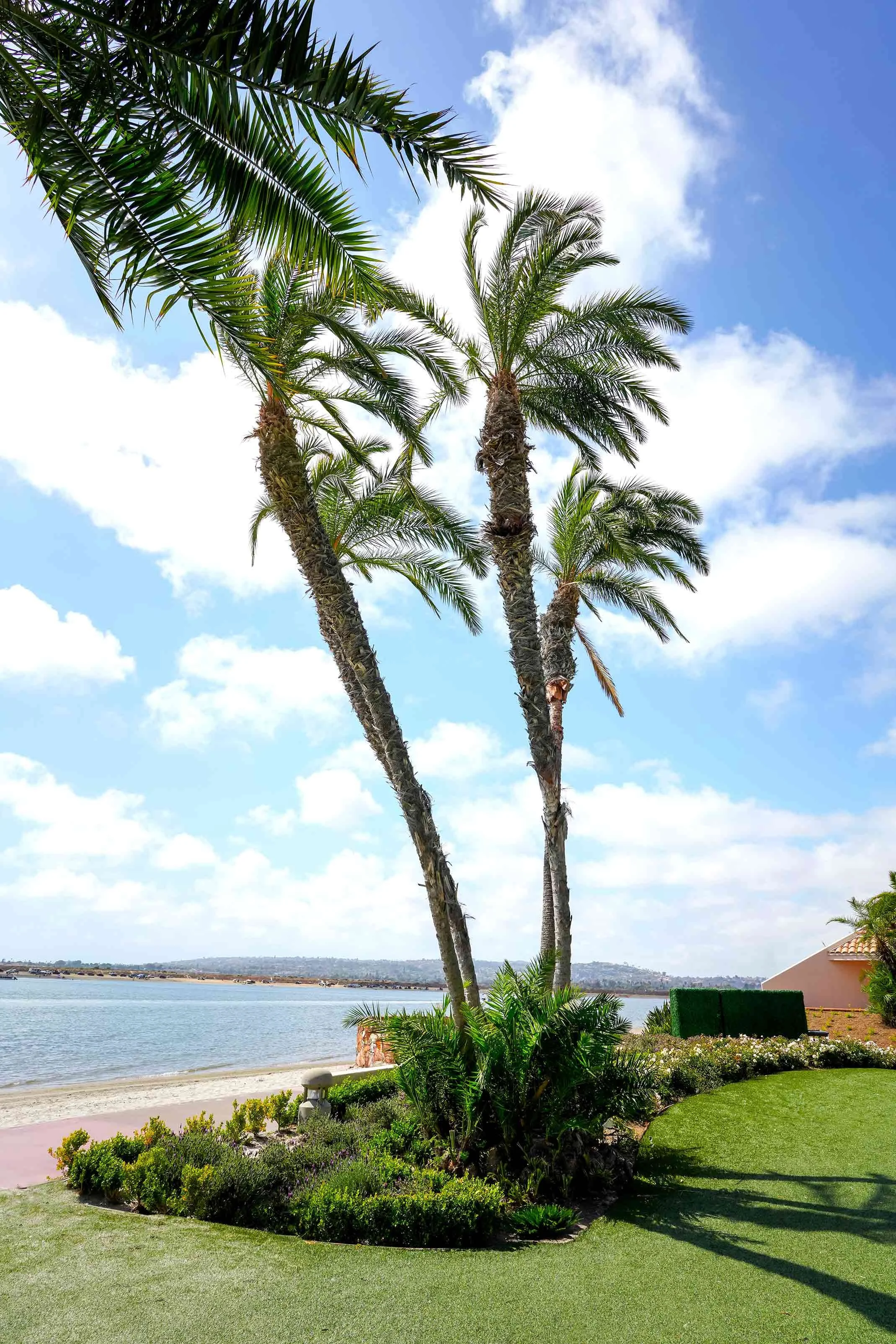 A sunny outdoor landscape featuring three tall palm trees on a green lawn overlooking a calm bay or body of water with a sandy beach area in San Diego.