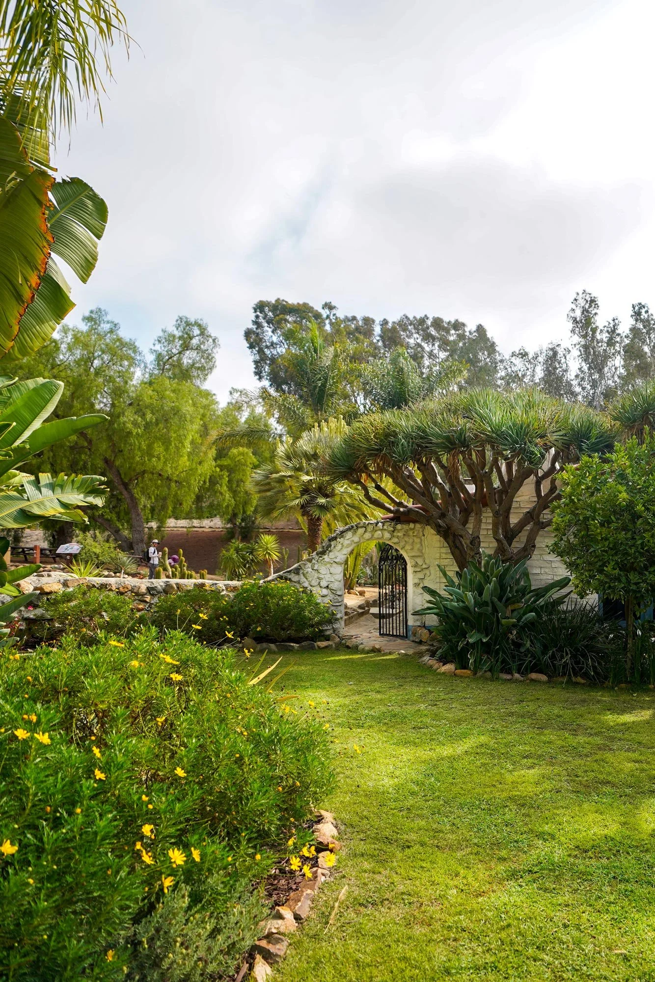 A photo of a lush green garden featuring a large, branched dragon tree alongside a white stone wall with an arched, black wrought-iron gate. The image is likely of the Leo Carrillo Ranch Historic Park in Carlsbad, California, United States.