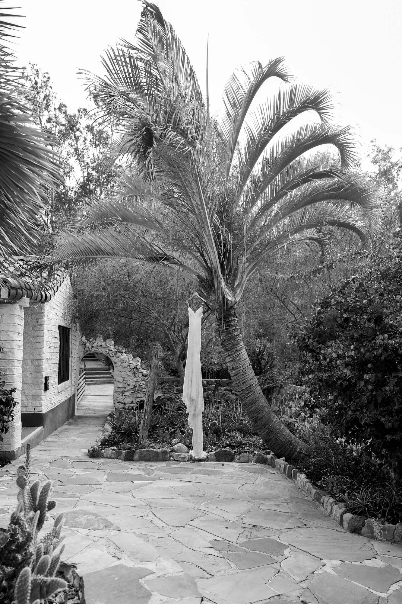 A black and white photo of a white wedding dress hanging from the trunk of a large, leaning palm tree on an outdoor flagstone patio, adjacent to a white brick building and surrounded by lush green plants and cacti.
