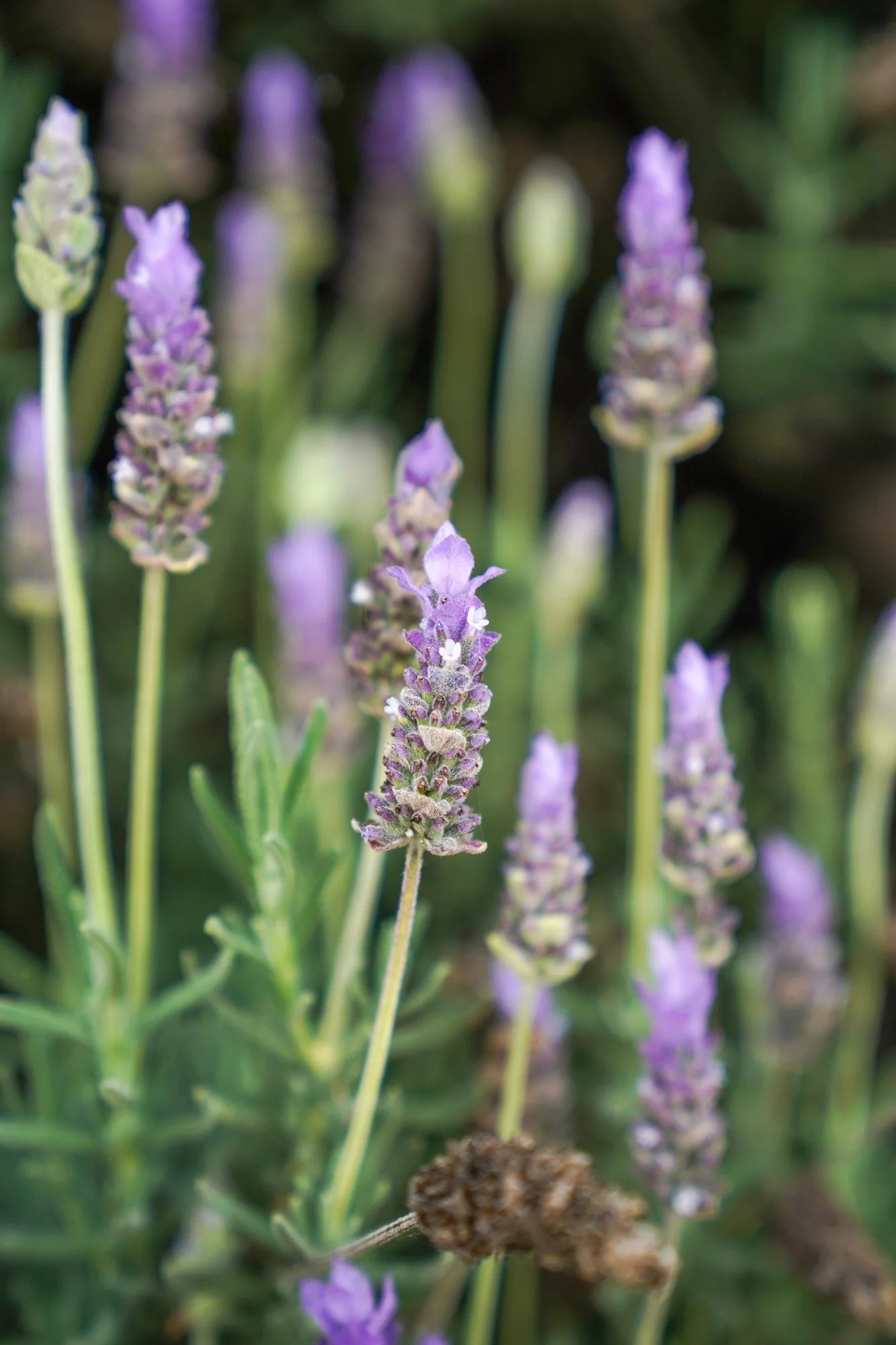 A close-up, vertical photograph captures several spikes of purple French lavender flowers (Lavandula dentata) in full bloom, set against a soft, green bokeh background.
