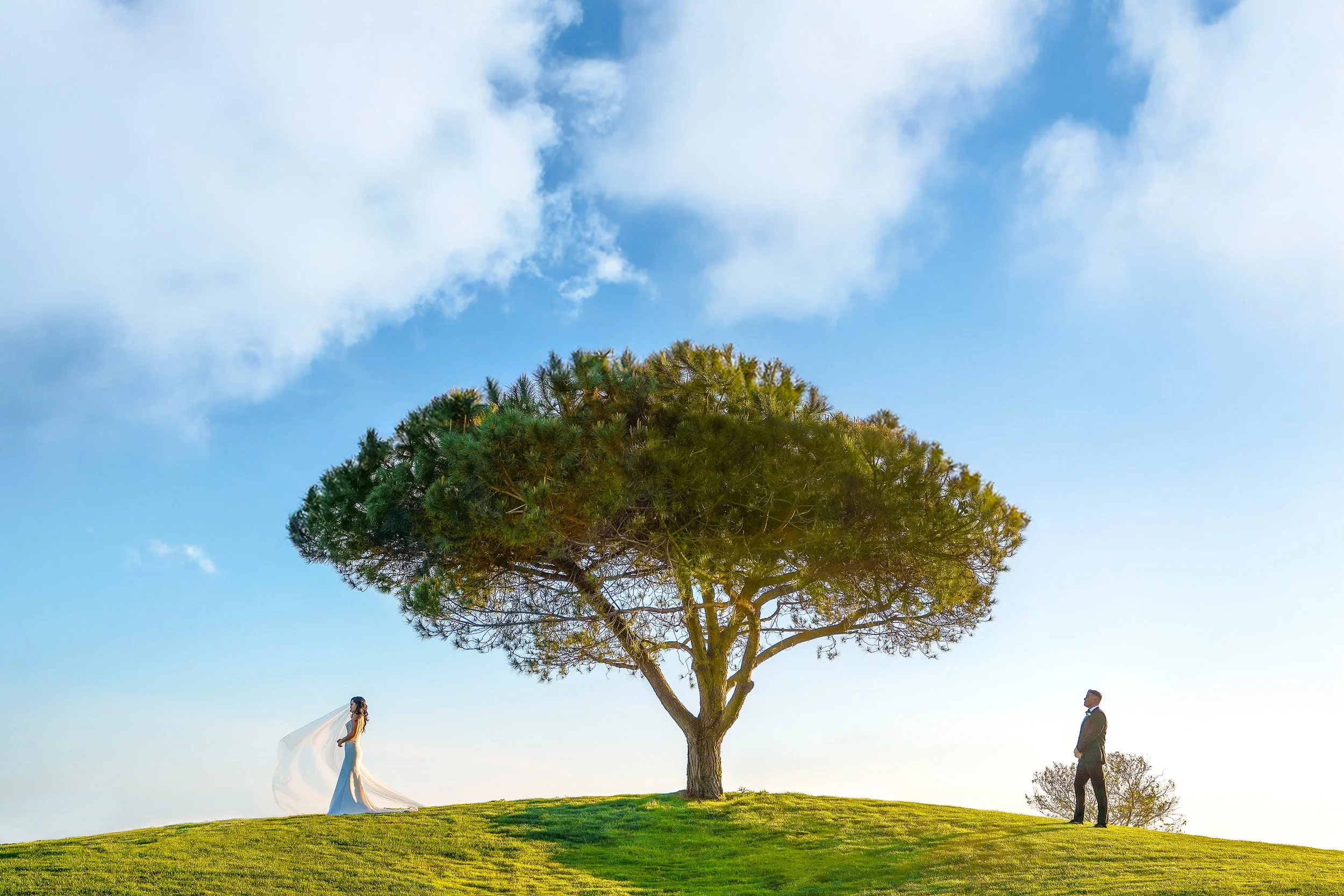 A bride and groom standing apart on a grassy hill with a large tree in the center, under a blue sky with clouds.