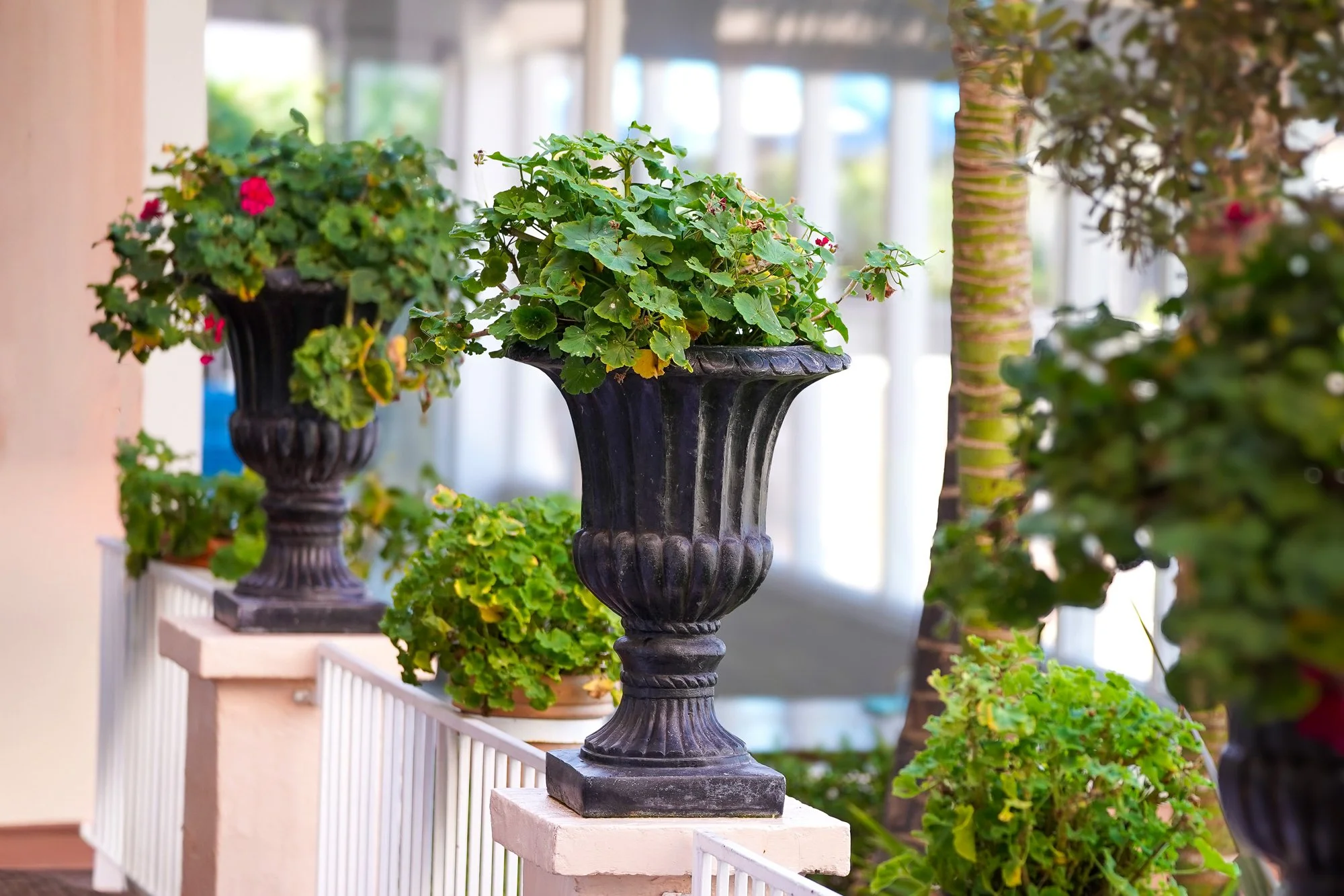An outdoor photograph of two large, dark, urn-style planters filled with green leafy plants and a few small red flowers, resting on top of a white railing. Other plants, a palm tree trunk, and a blurred building exterior are visible in the background