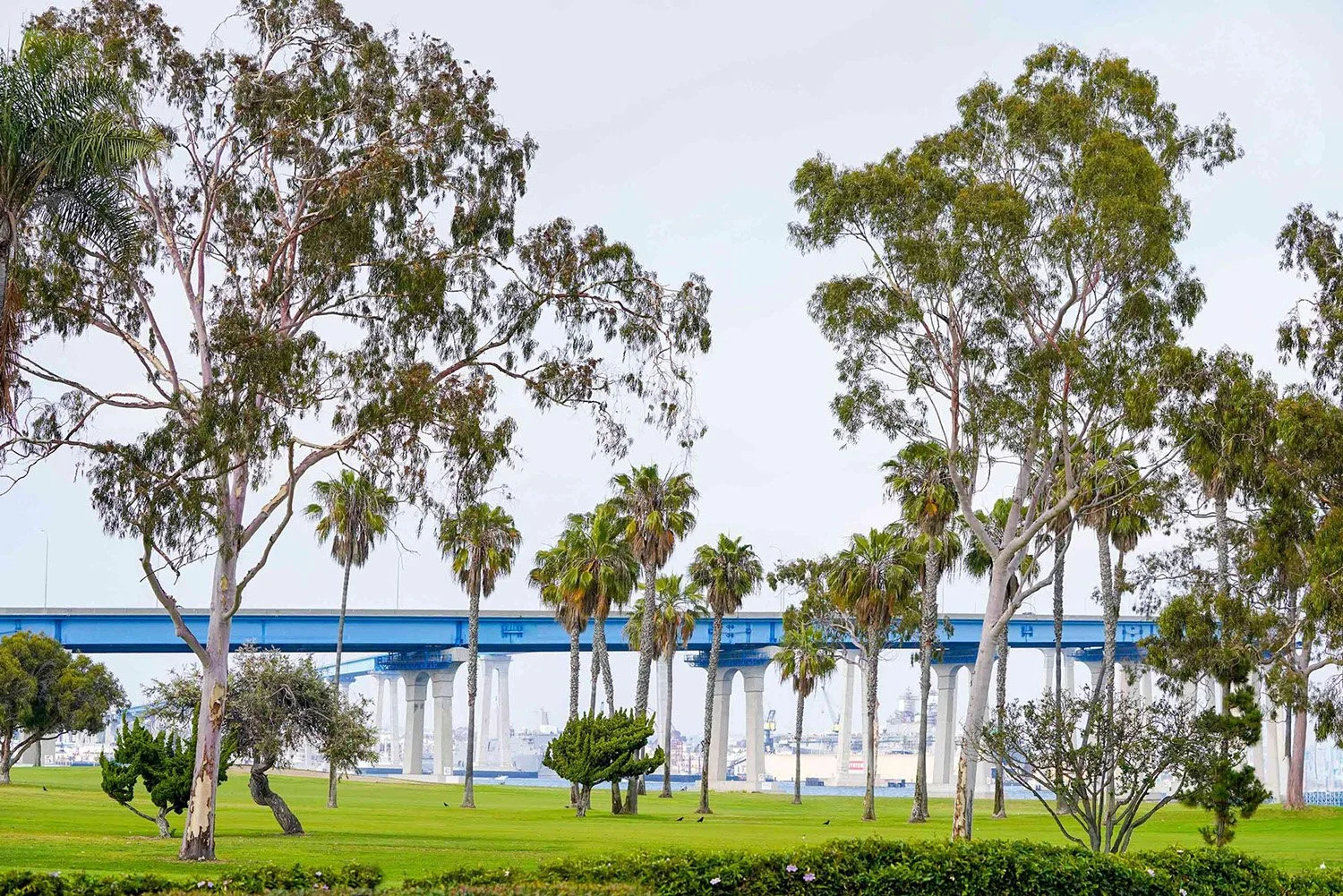 A daytime view of a grassy park featuring large trees and numerous palm trees, with the distinctive blue San Diego-Coronado Bridge spanning the bay behind the foliage.