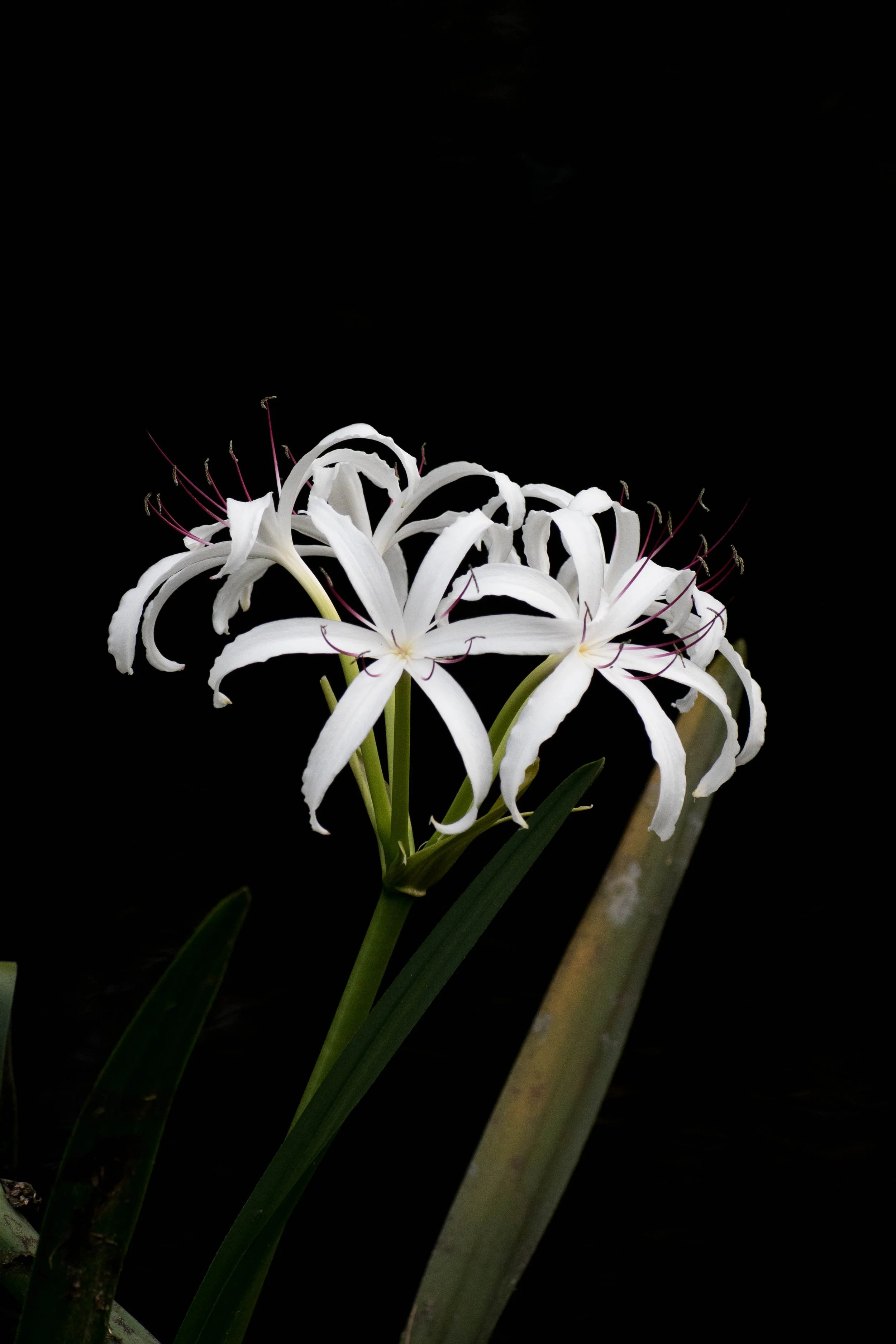 DSC_0187.jpg