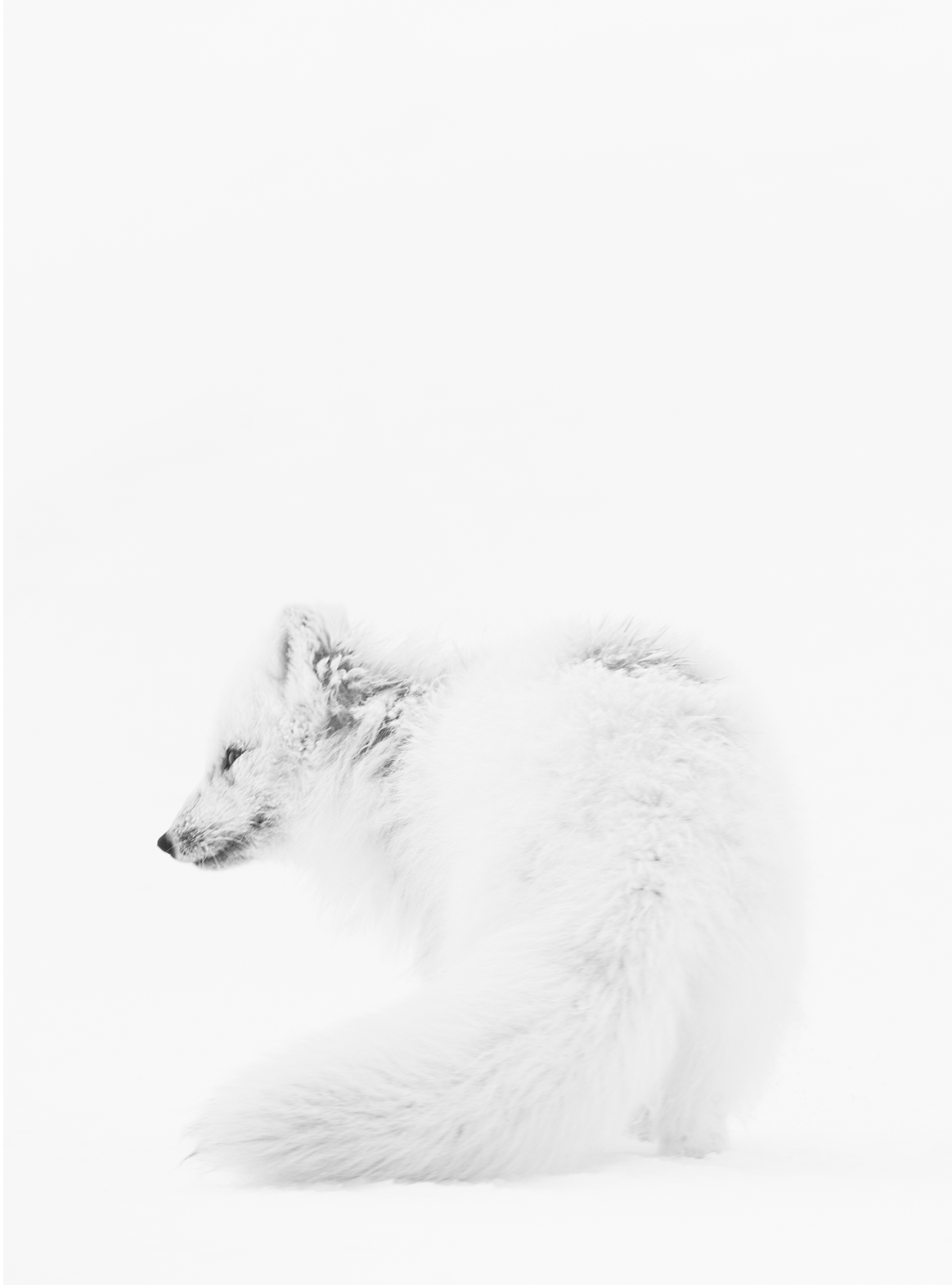 Card 1 - Arctic Fox 1.png