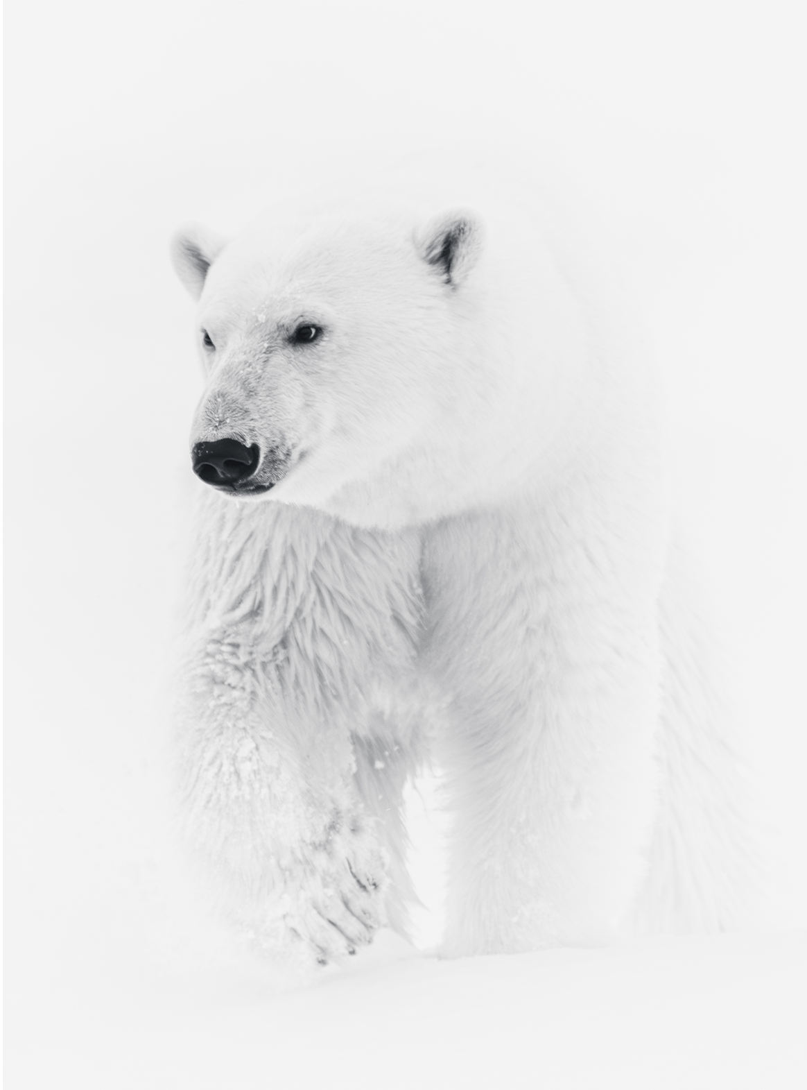 Card 3 - Polar Bear.png