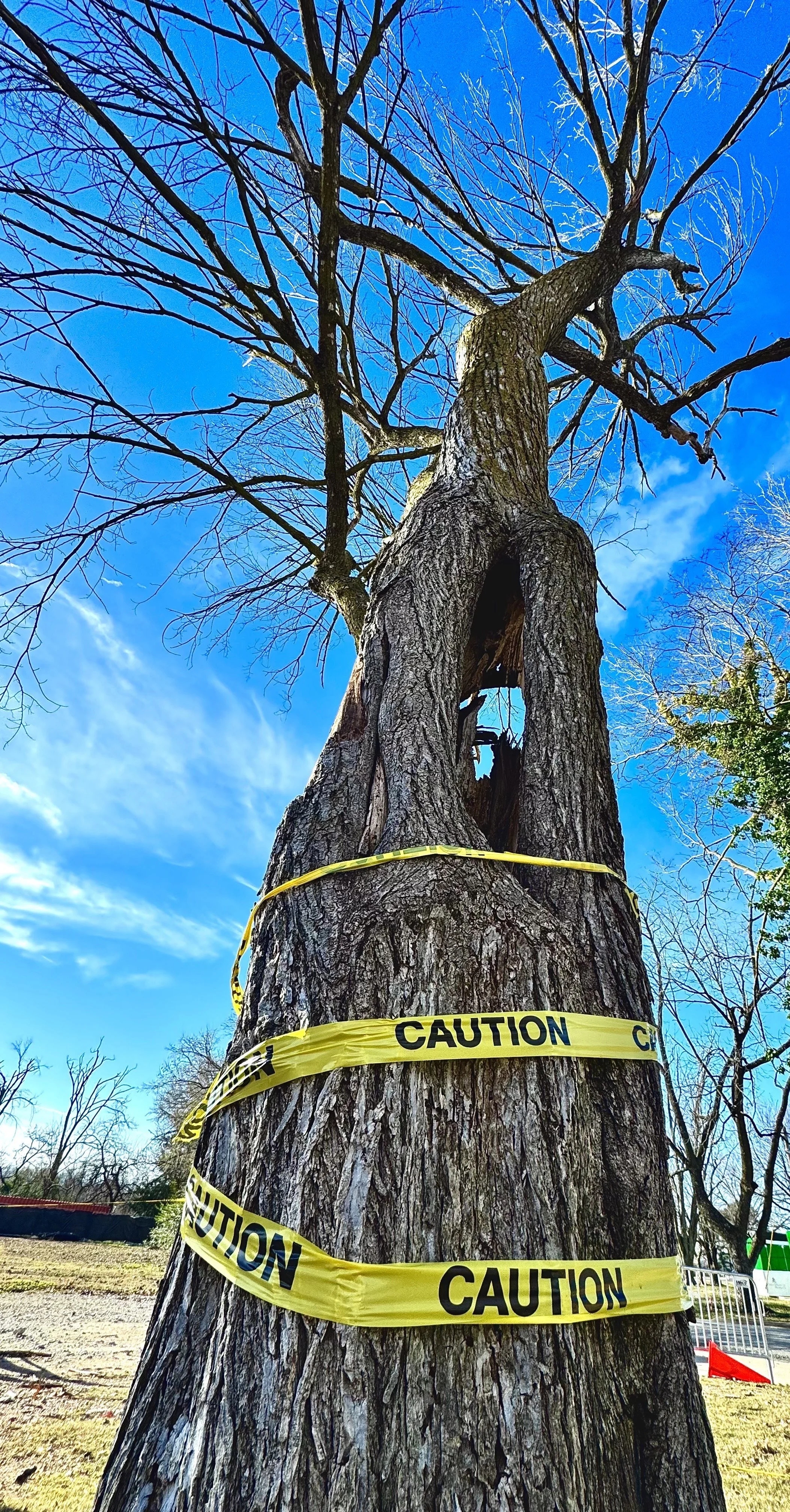 Hazardous Tree Evaluation