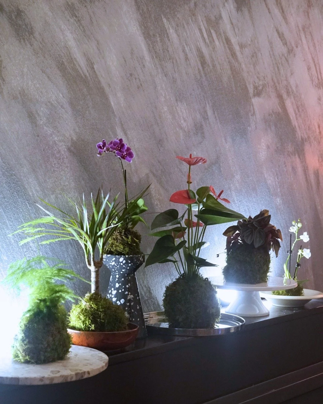 🌿 Ab jetzt bei uns erh&auml;ltlich: Kokedama!
Kokedama ist eine traditionelle japanische Pflanzenkunst, bei der die Pflanze nicht in einem Topf, sondern in einer Kugel aus Erde und Moos w&auml;chst. Der &bdquo;Moosball&ldquo; wird gegossen, indem ma