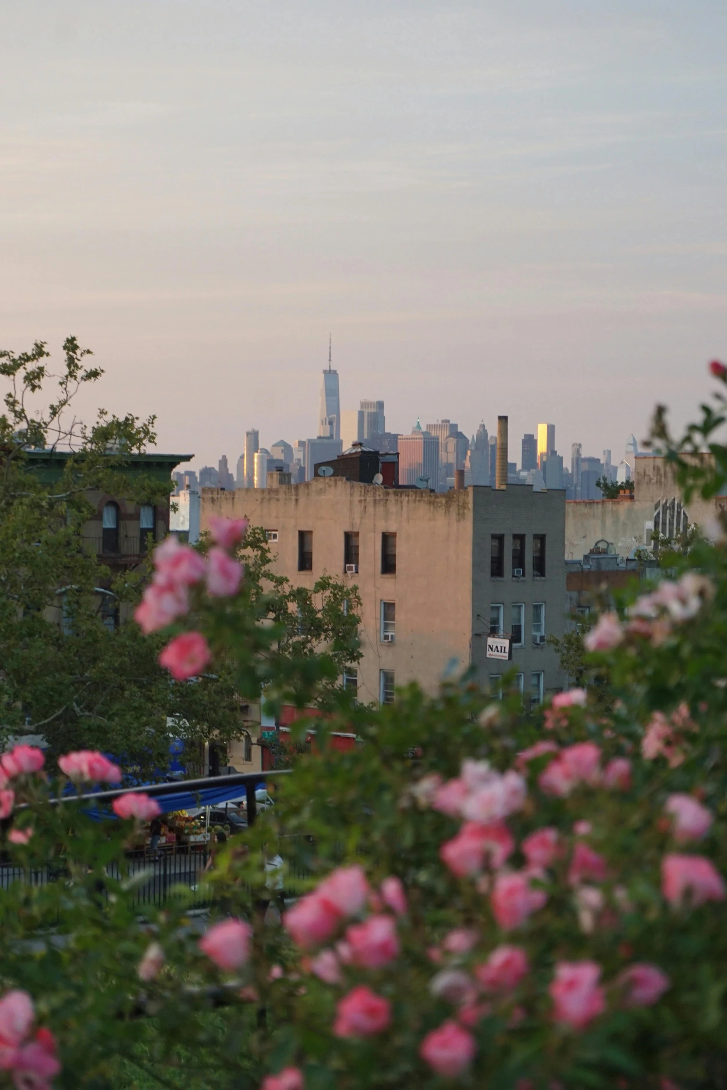 City skyline view with tall skyscrapers in the distance, framed by blooming pink flowers and residential buildings in the foreground.