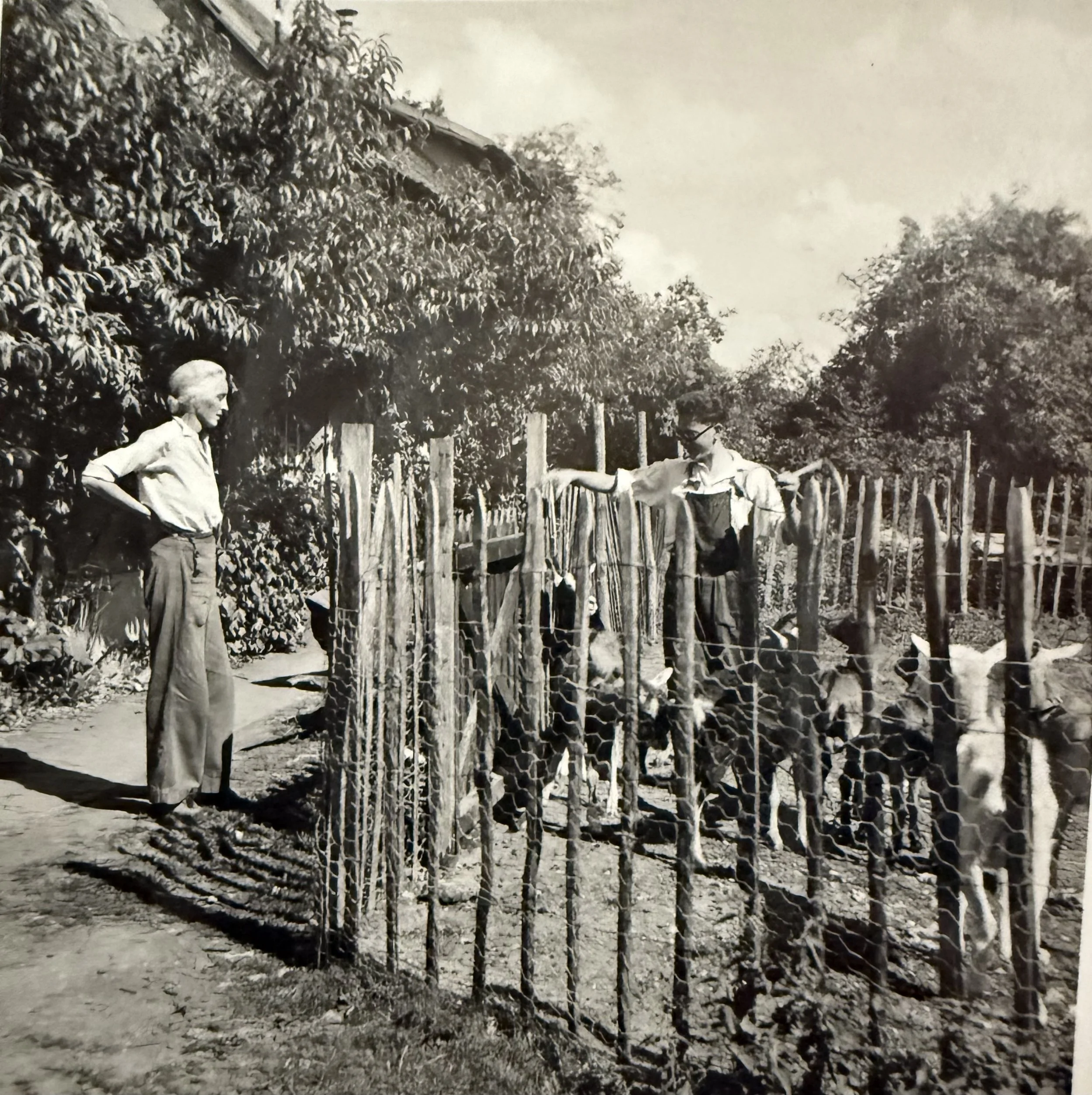 Toulgouat and his mother Lily Butler during the war feeding goats
