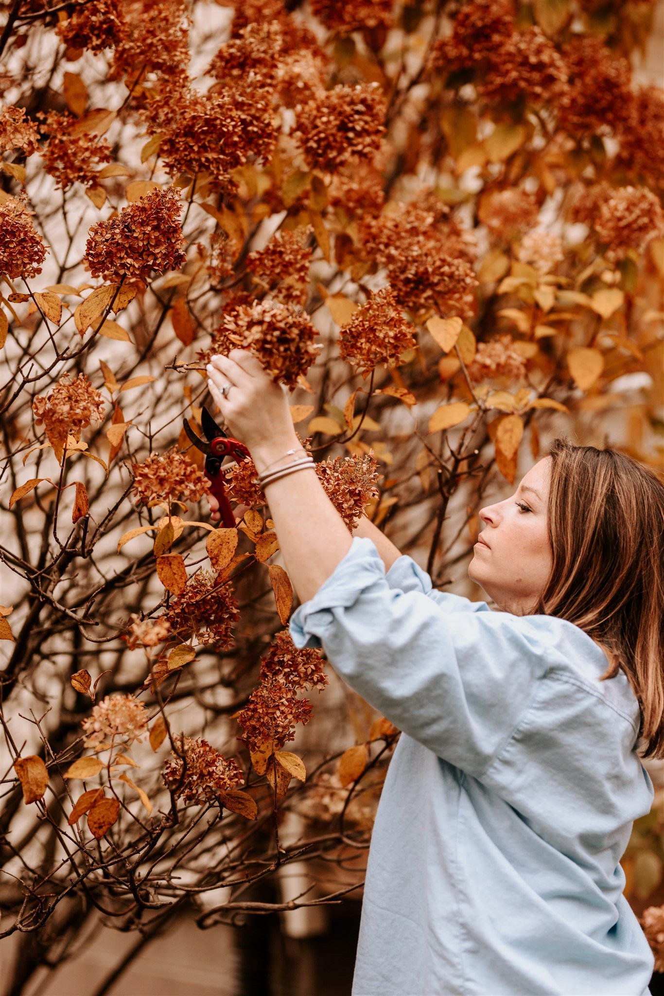 A woman pruning a shrub with brown flowers and leaves in autumn, using garden shears.