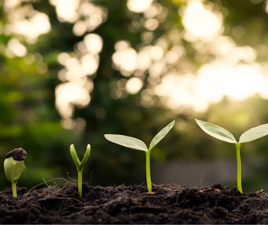 Young seedlings growing through different stages of development, symbolizing fertility, growth, and the journey toward building a family.
