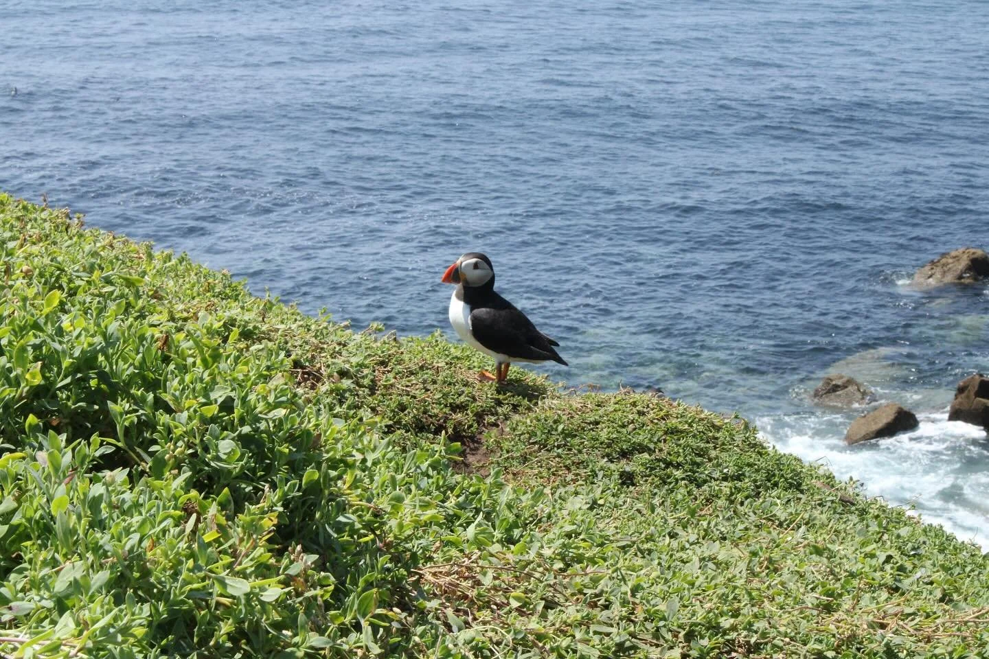 Atlantic Puffins: the Businessmen of Ireland