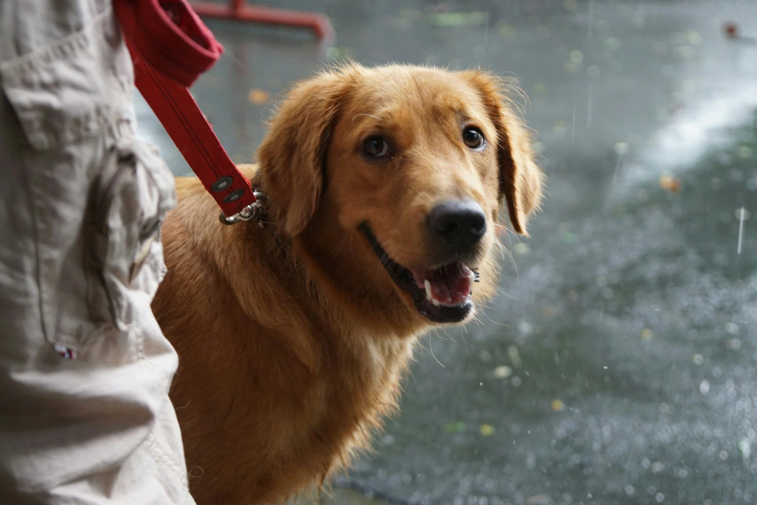 Golden retriever dog with a red leash looking up, standing on a wet sidewalk on a rainy day.