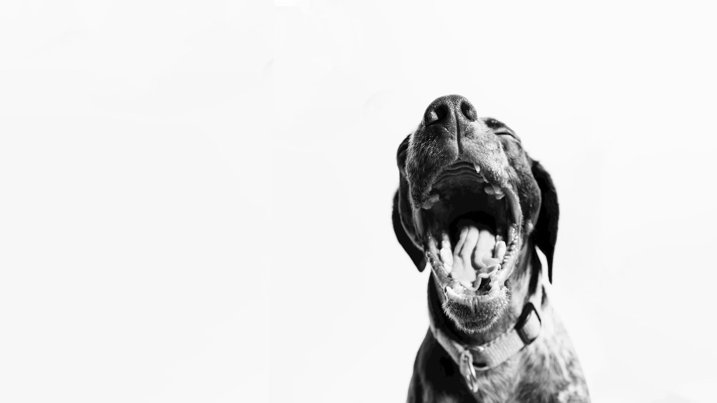Black and white photo of a dog with its mouth wide open, showing teeth and tongue, against a plain light background.