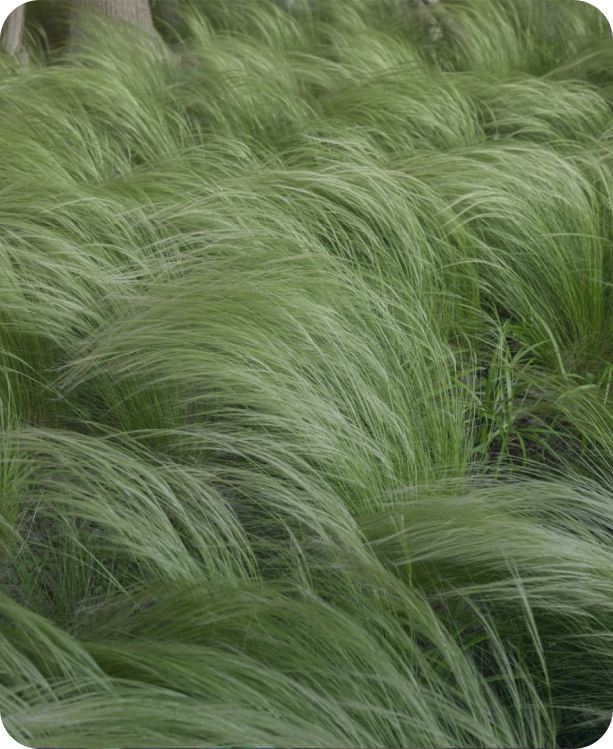 Green grass or tall ornamental grass swaying in the wind.
